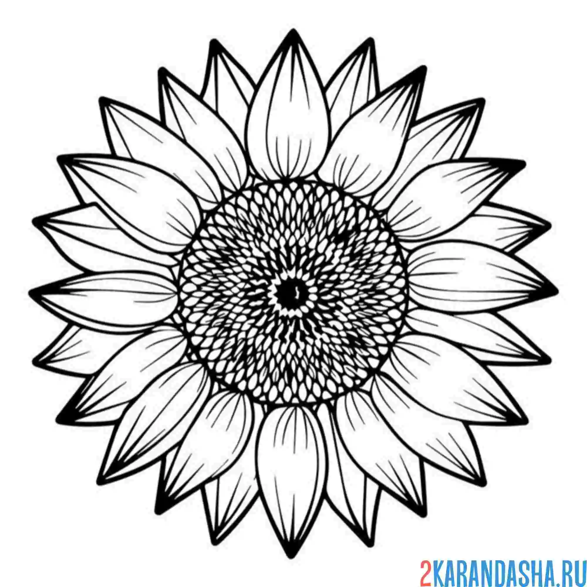Раскраска подсолнух голова