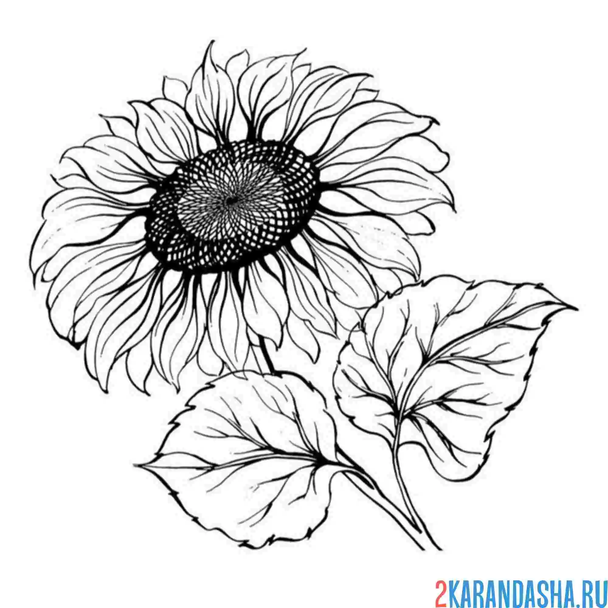 Раскраска подсолнух расцвел