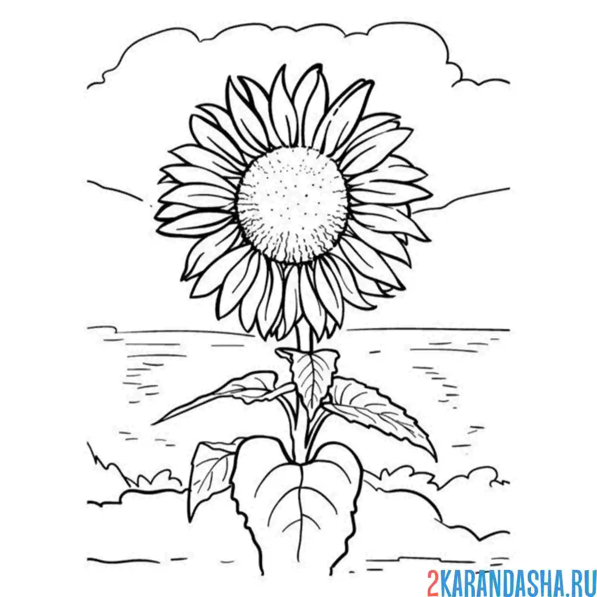 Раскраска подсолнух в поле