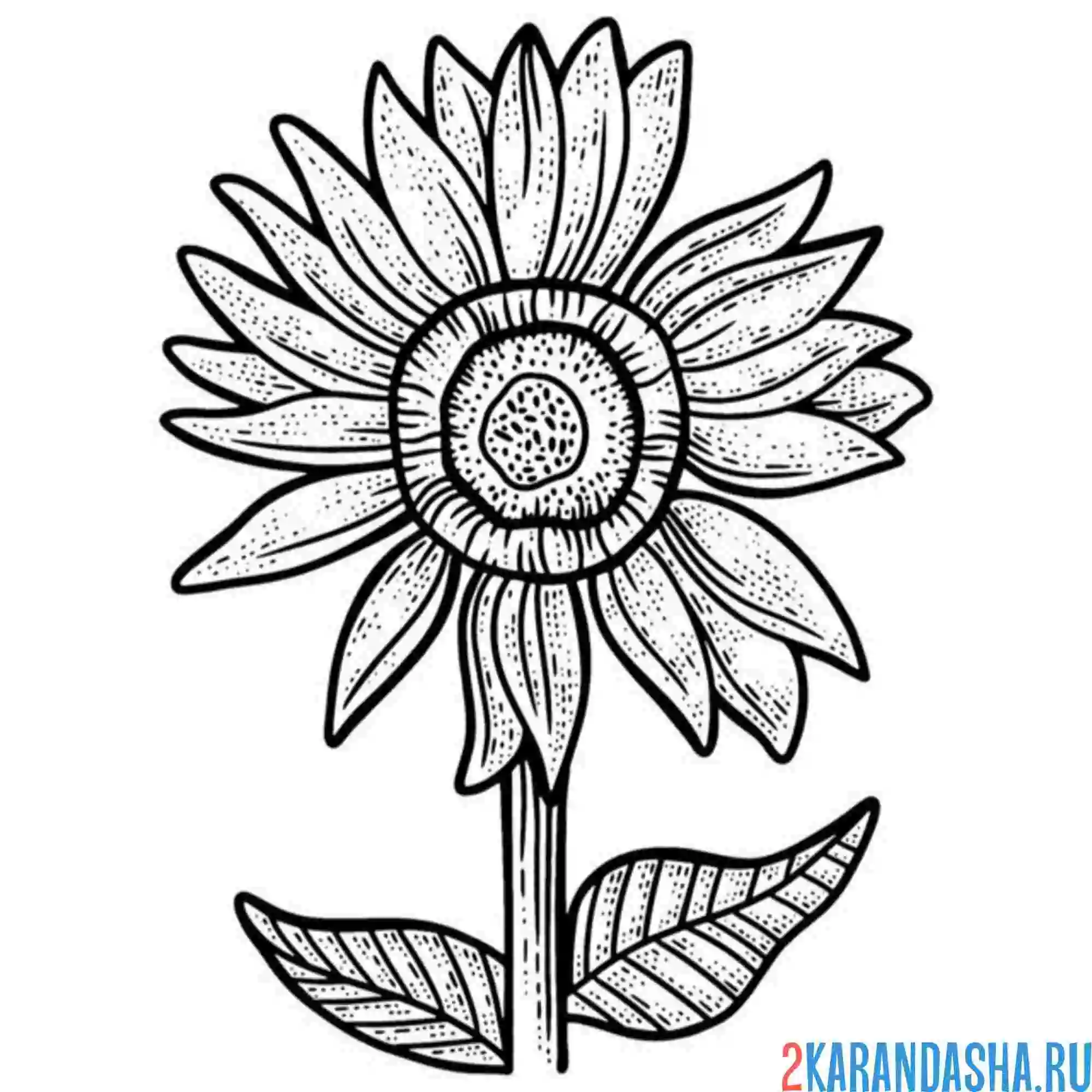 Раскраска подсолнух тоненький