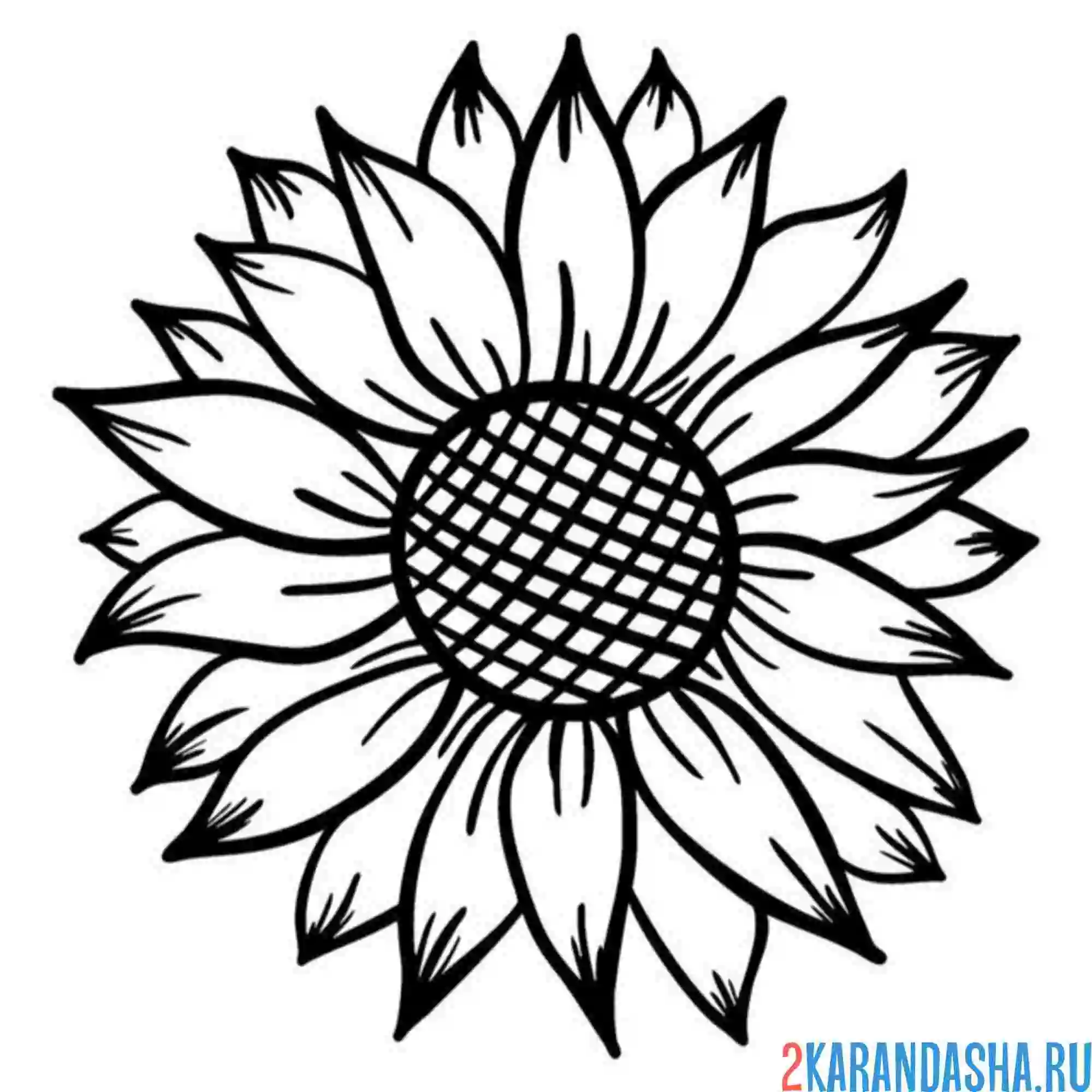 Раскраска подсолнух бутон