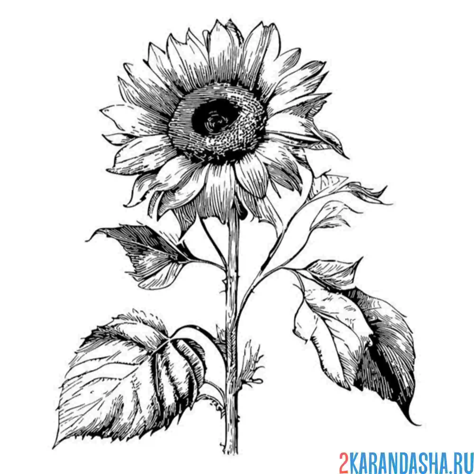 Раскраска подсолнух настоящий