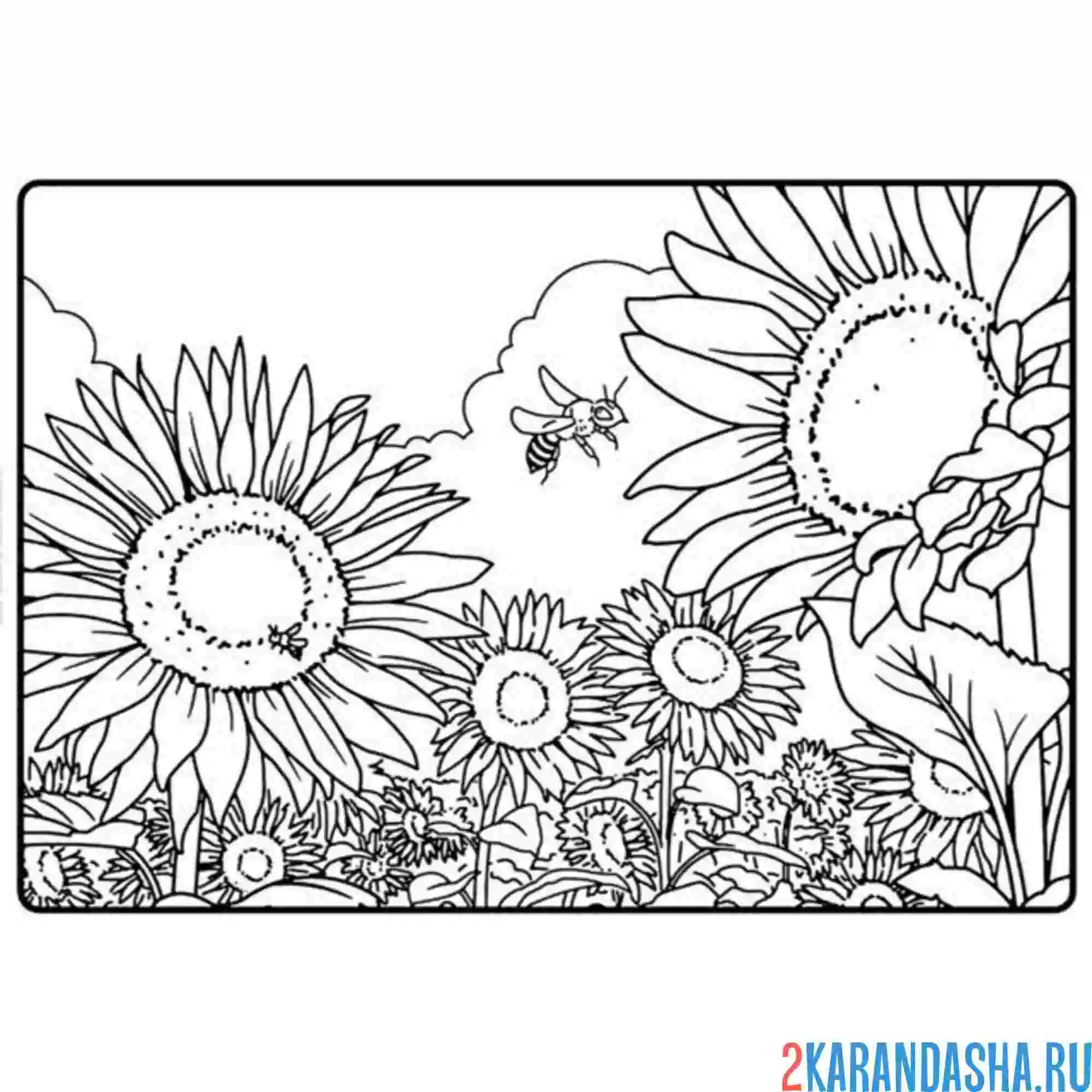 Раскраска подсолнух в полях