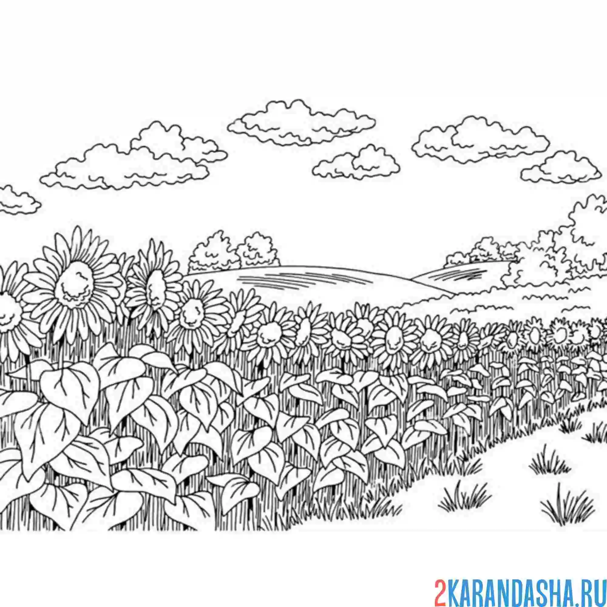 Раскраска поле полное подсолнухов