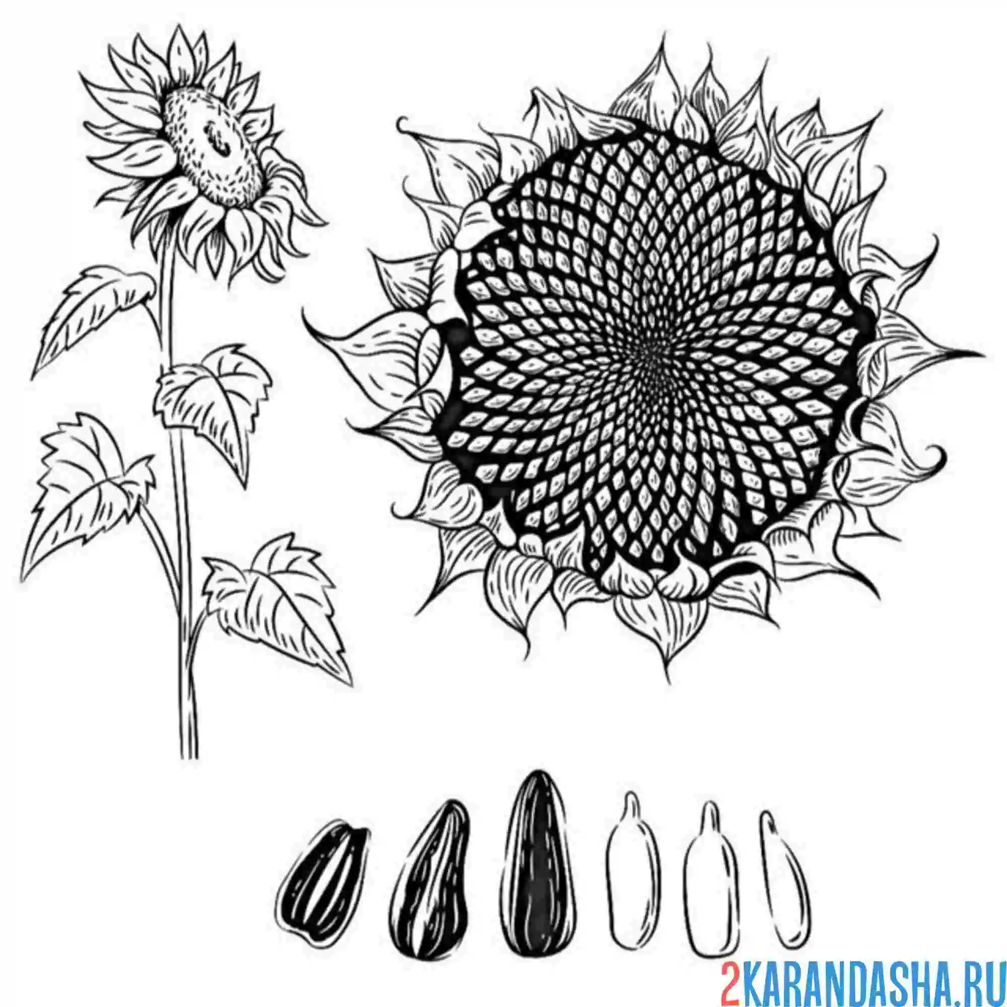 Раскраска подсолнух все фазы