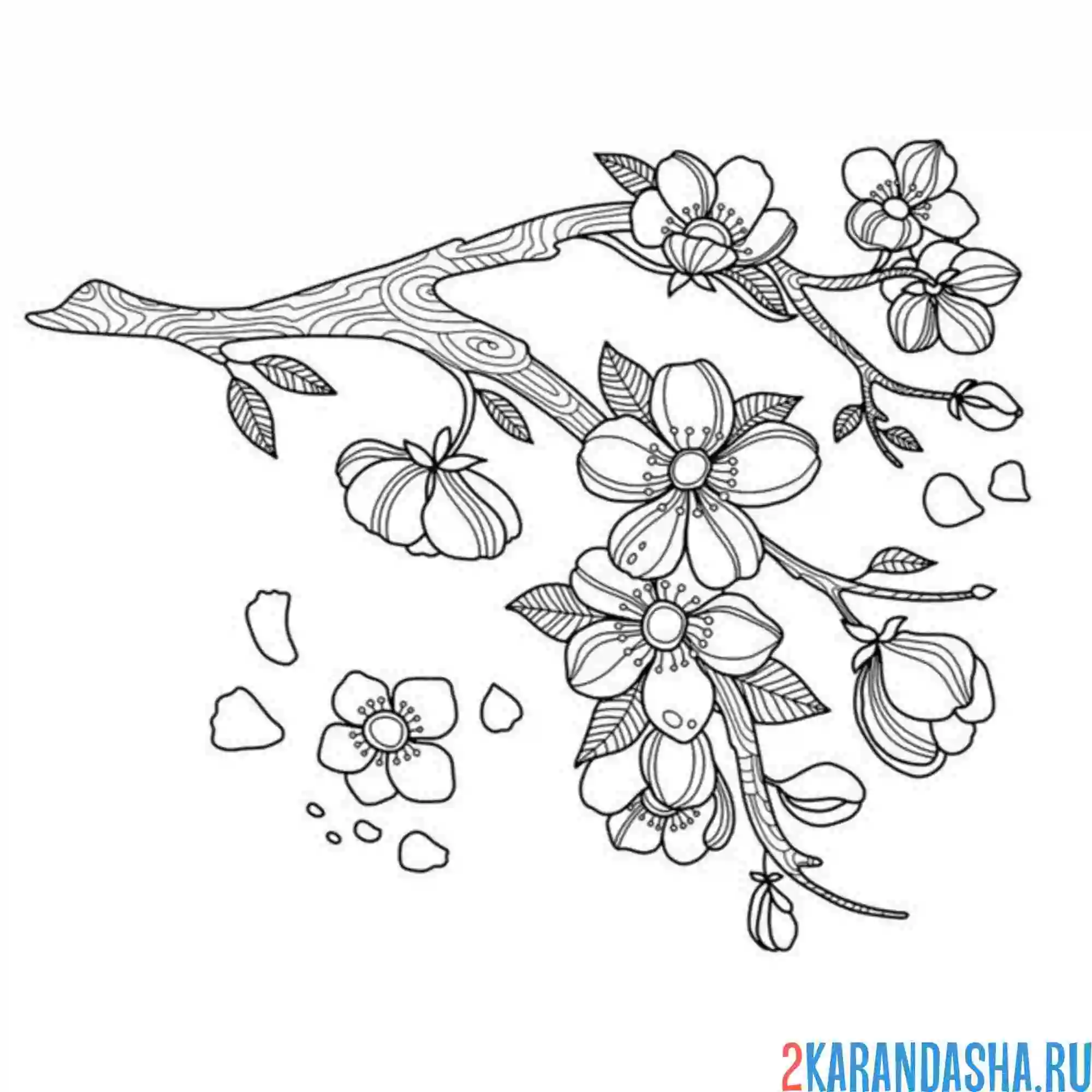 Раскраска цветущая вишня