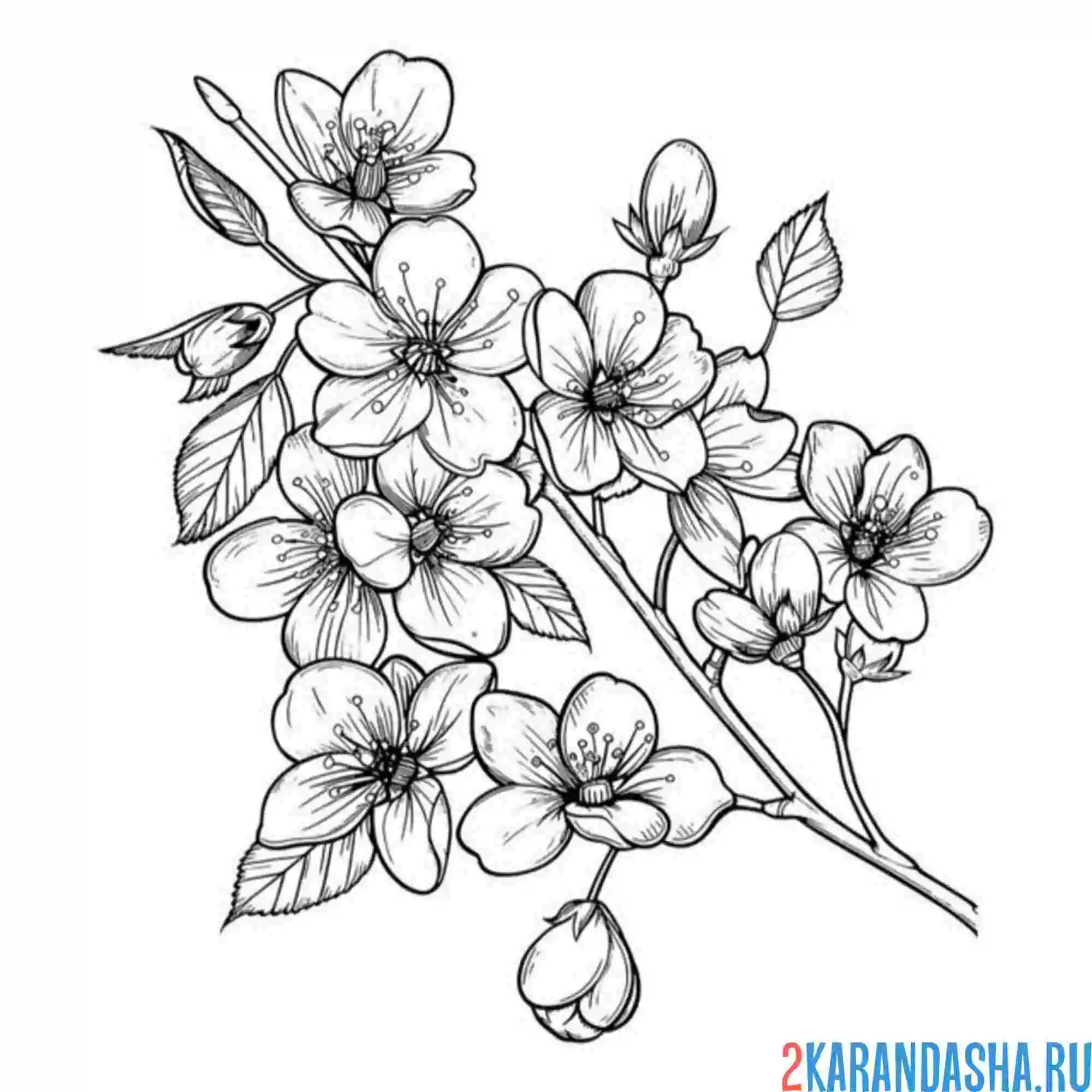 Раскраска цветущая ветки вишни