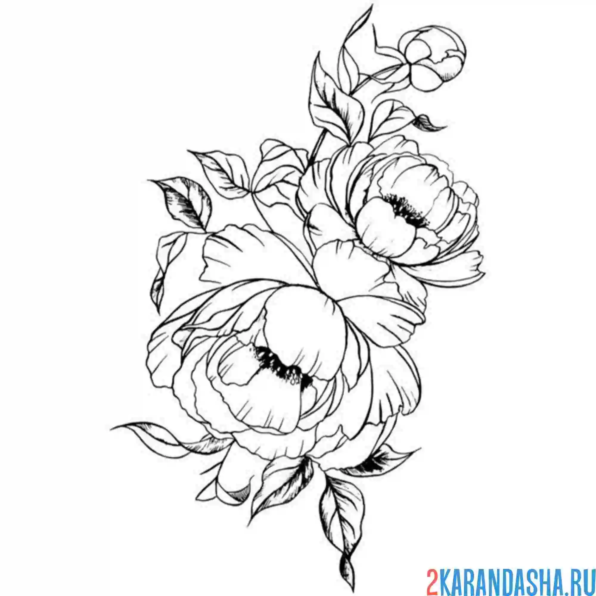Раскраска пион и бутон