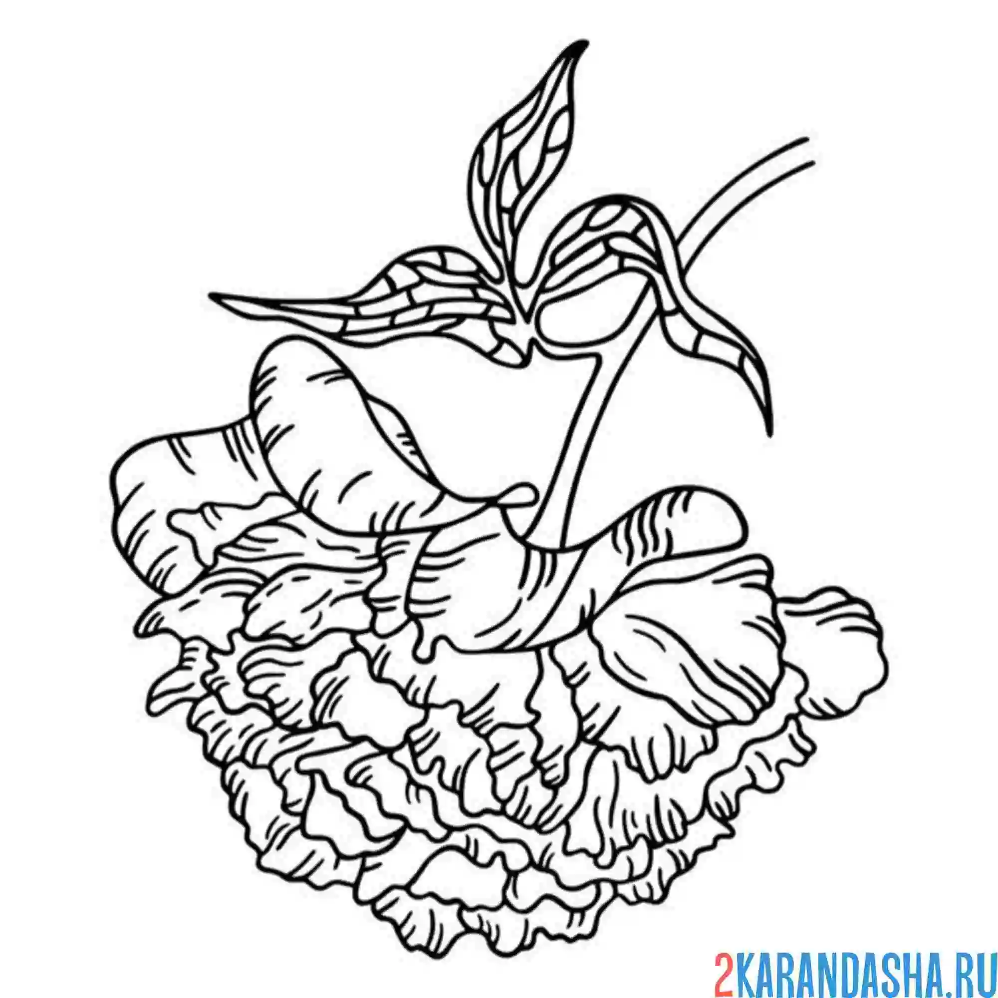 Раскраска пион цветок