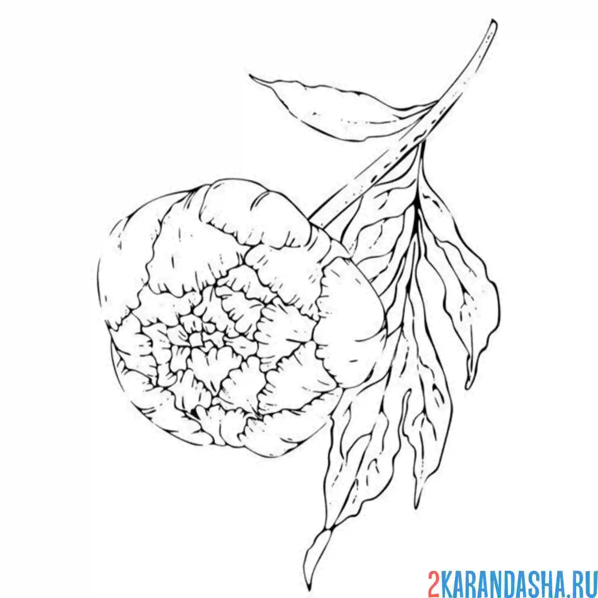 Раскраска пион распустился