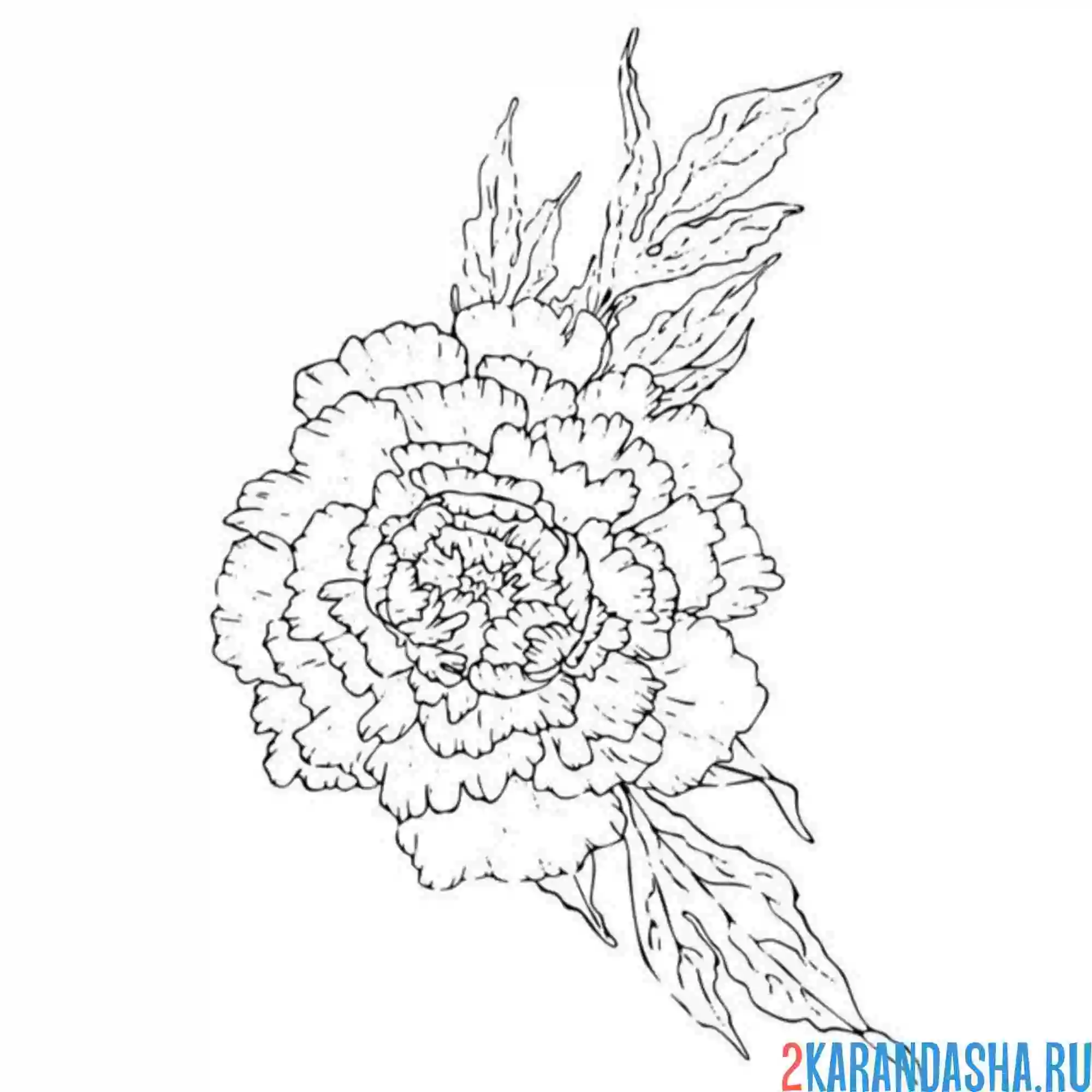 Раскраска пион шаблон