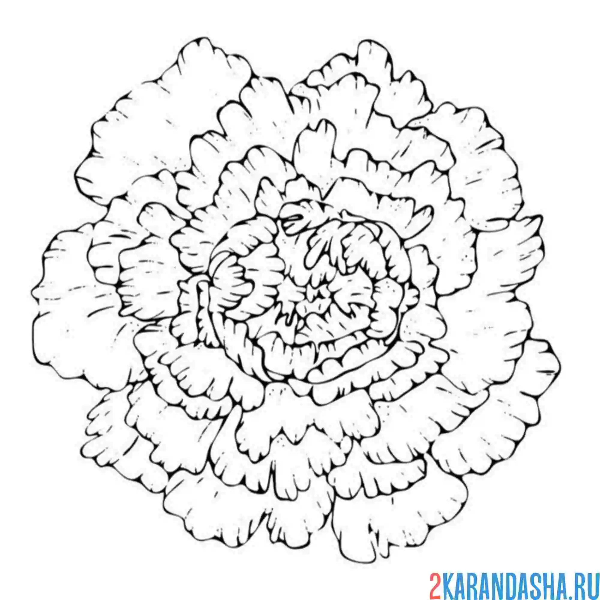 Раскраска красивый пушистый пион