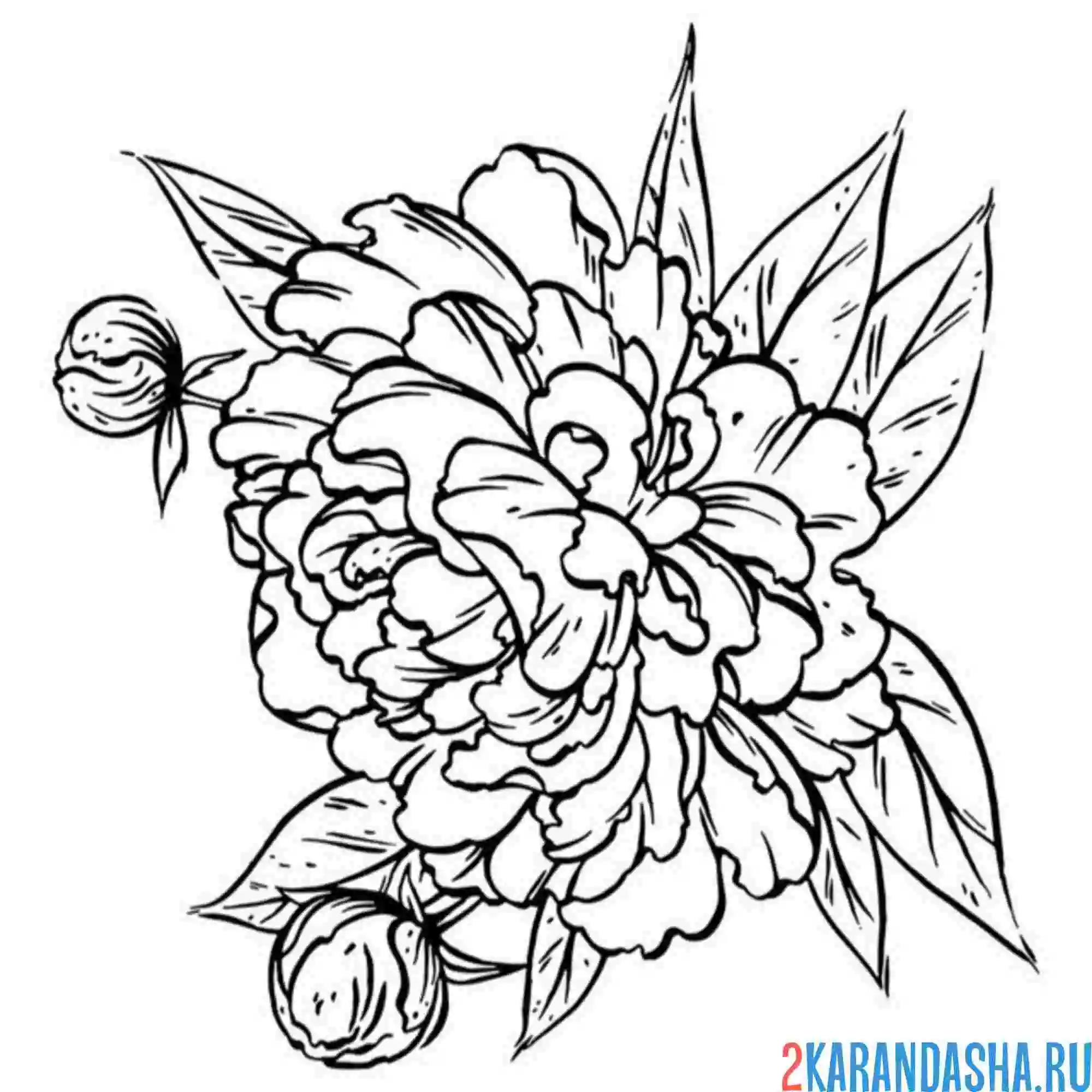 Раскраска пион для тату