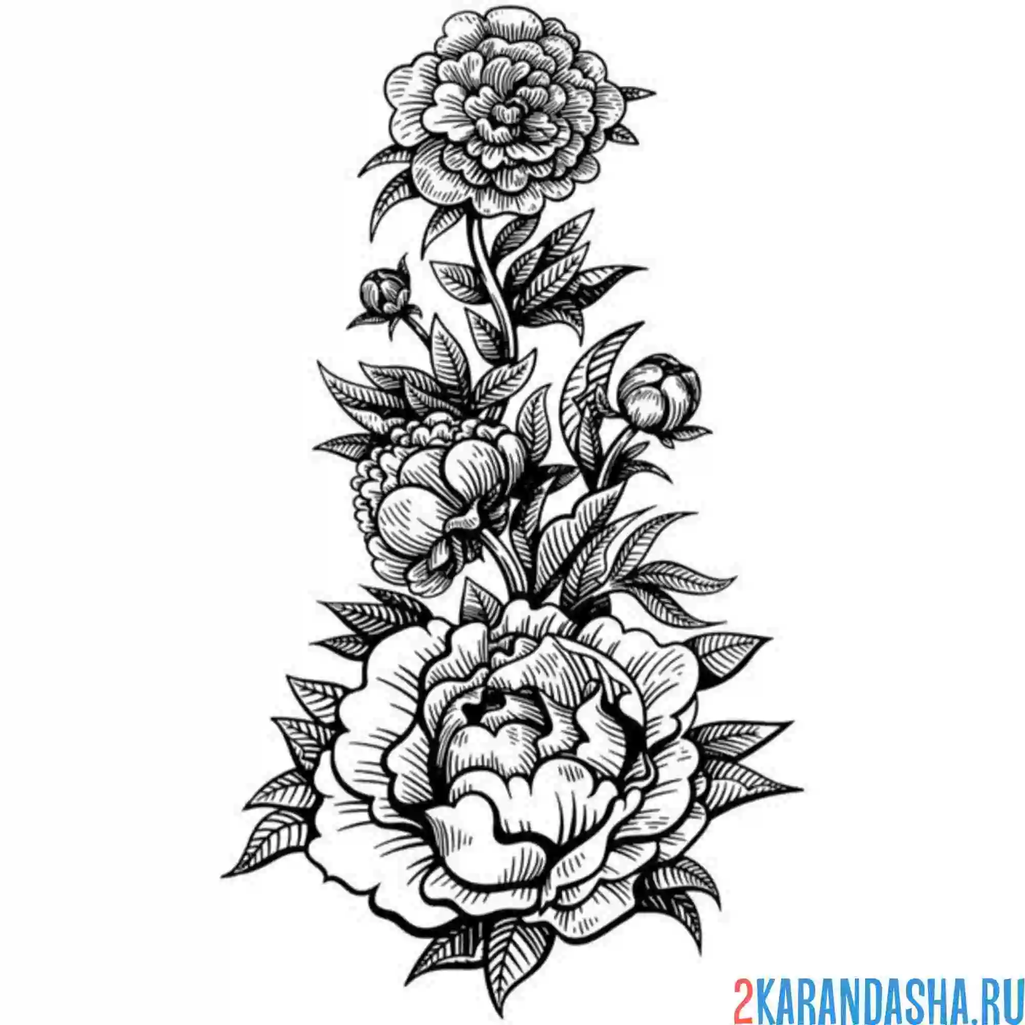 Раскраска пионы и листочки