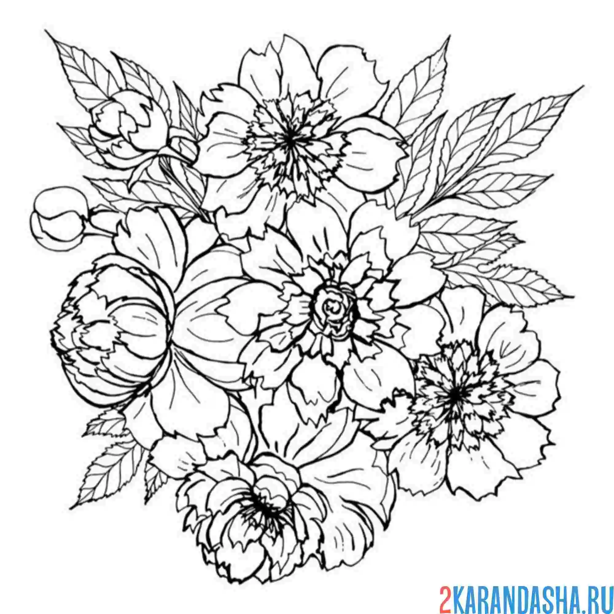 Раскраска распустился пион