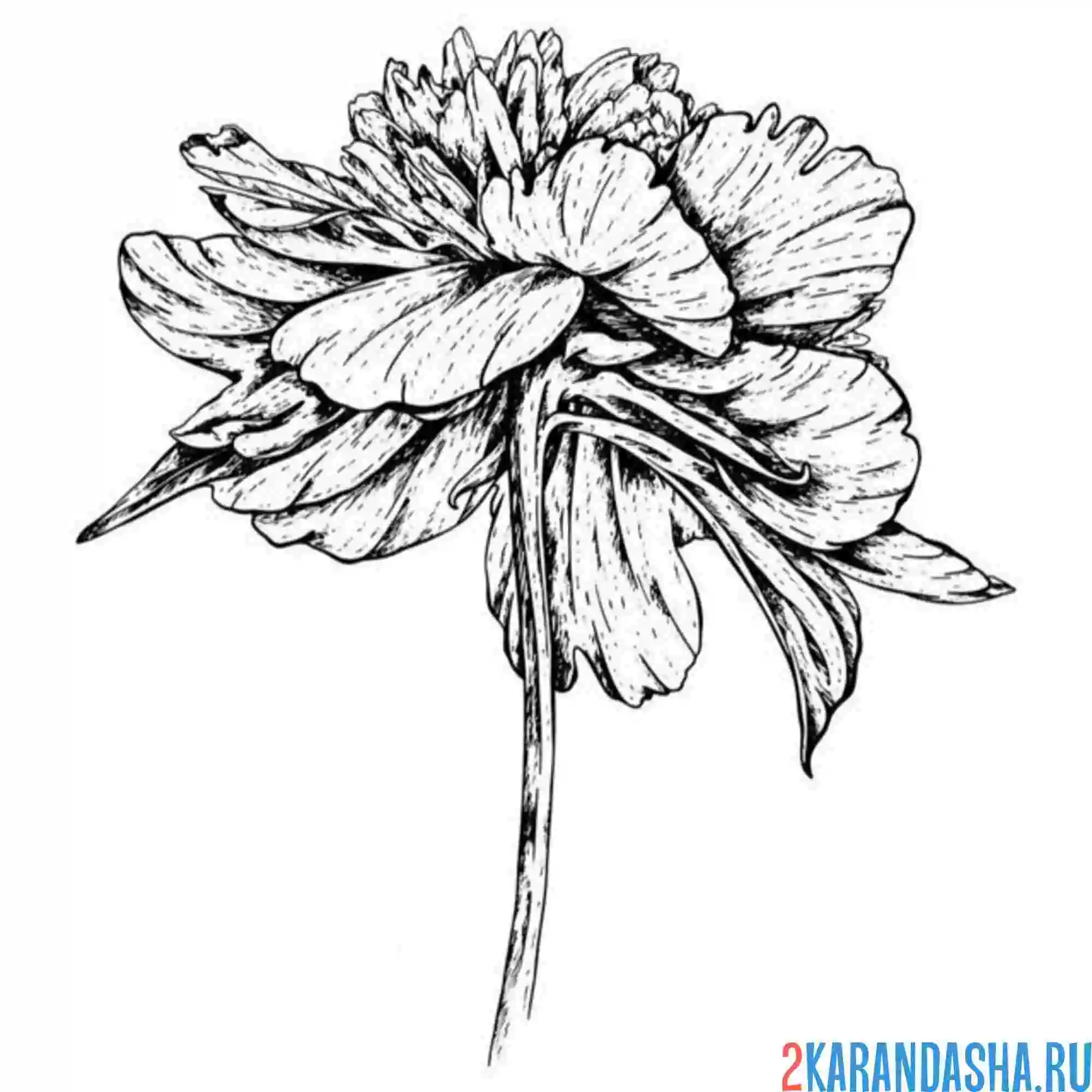 Раскраска цветочек пион