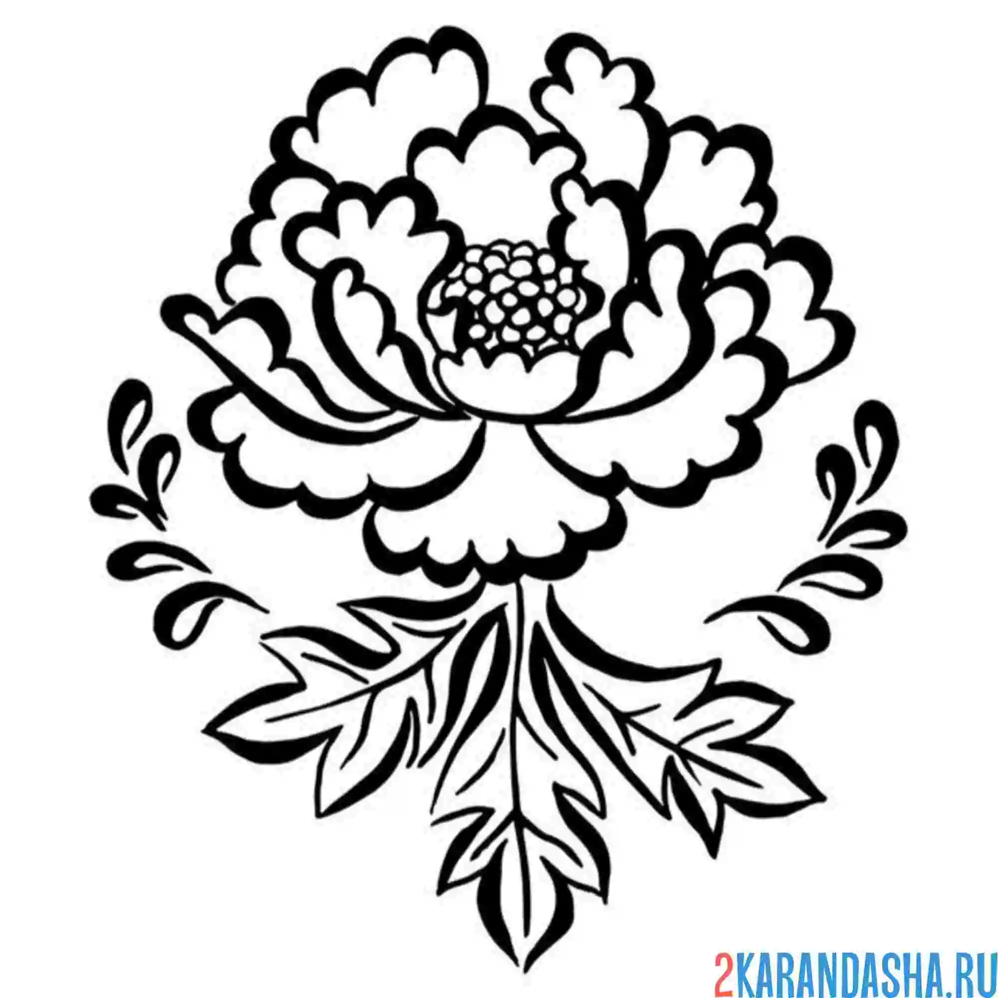 Раскраска пион простой рисунок
