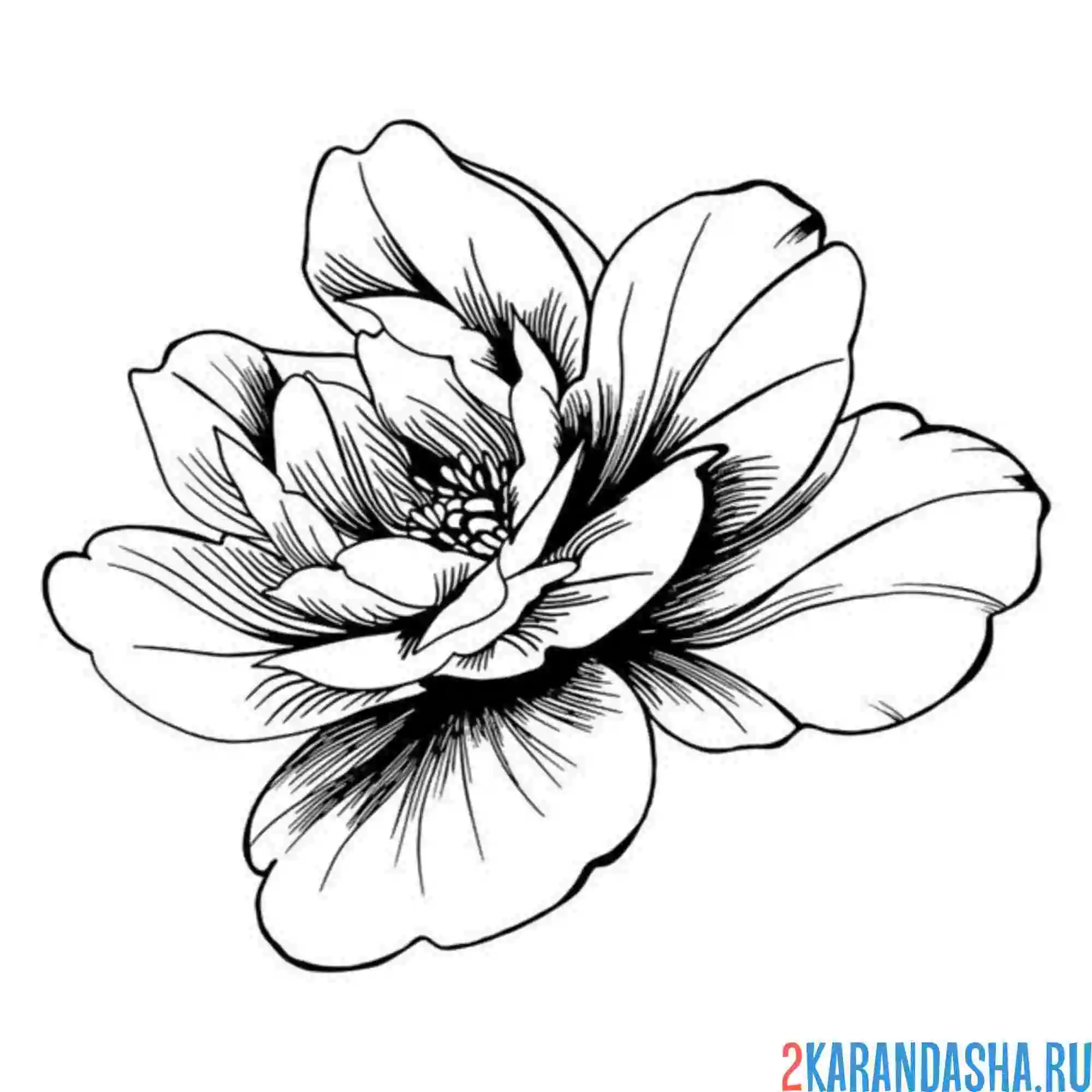 Раскраска пион сорт