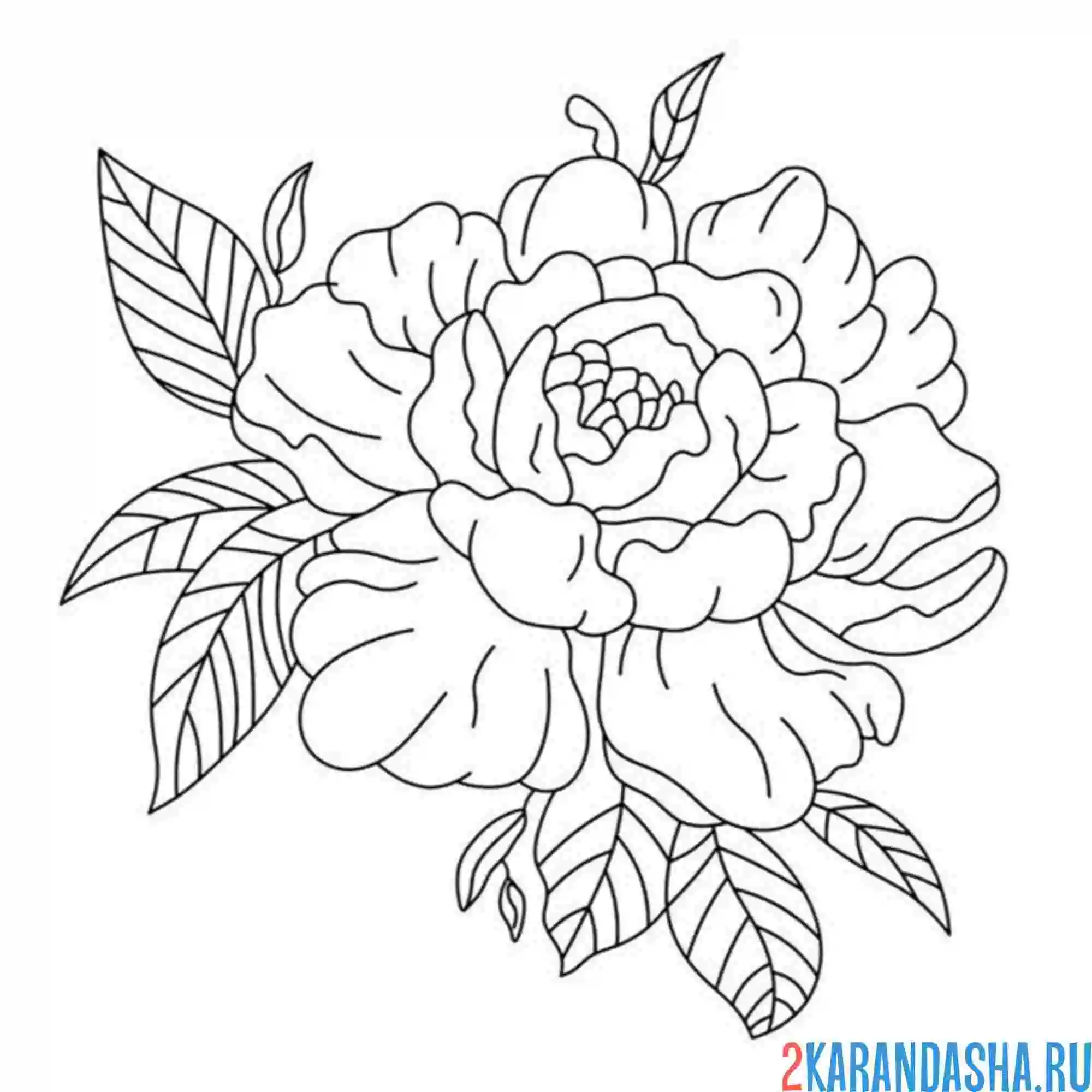 Раскраска пион розовый или белый