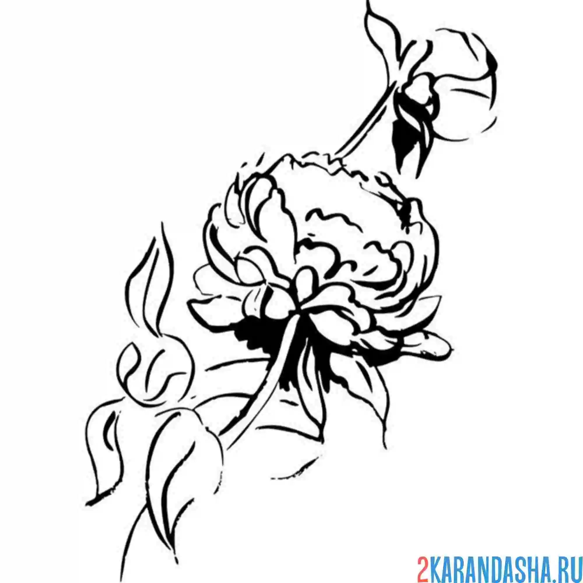 Раскраска пион на кусте