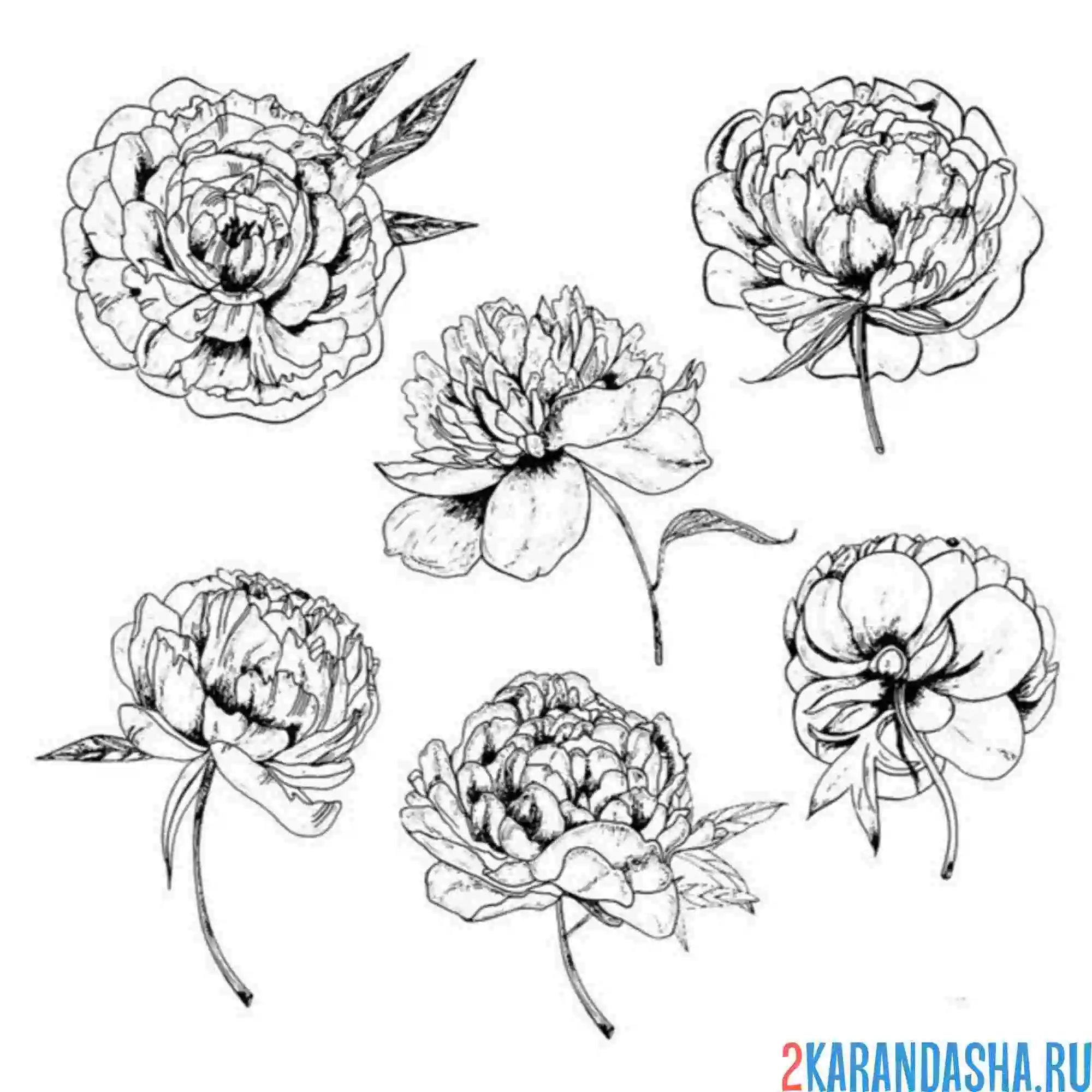 Раскраска несколько пионов