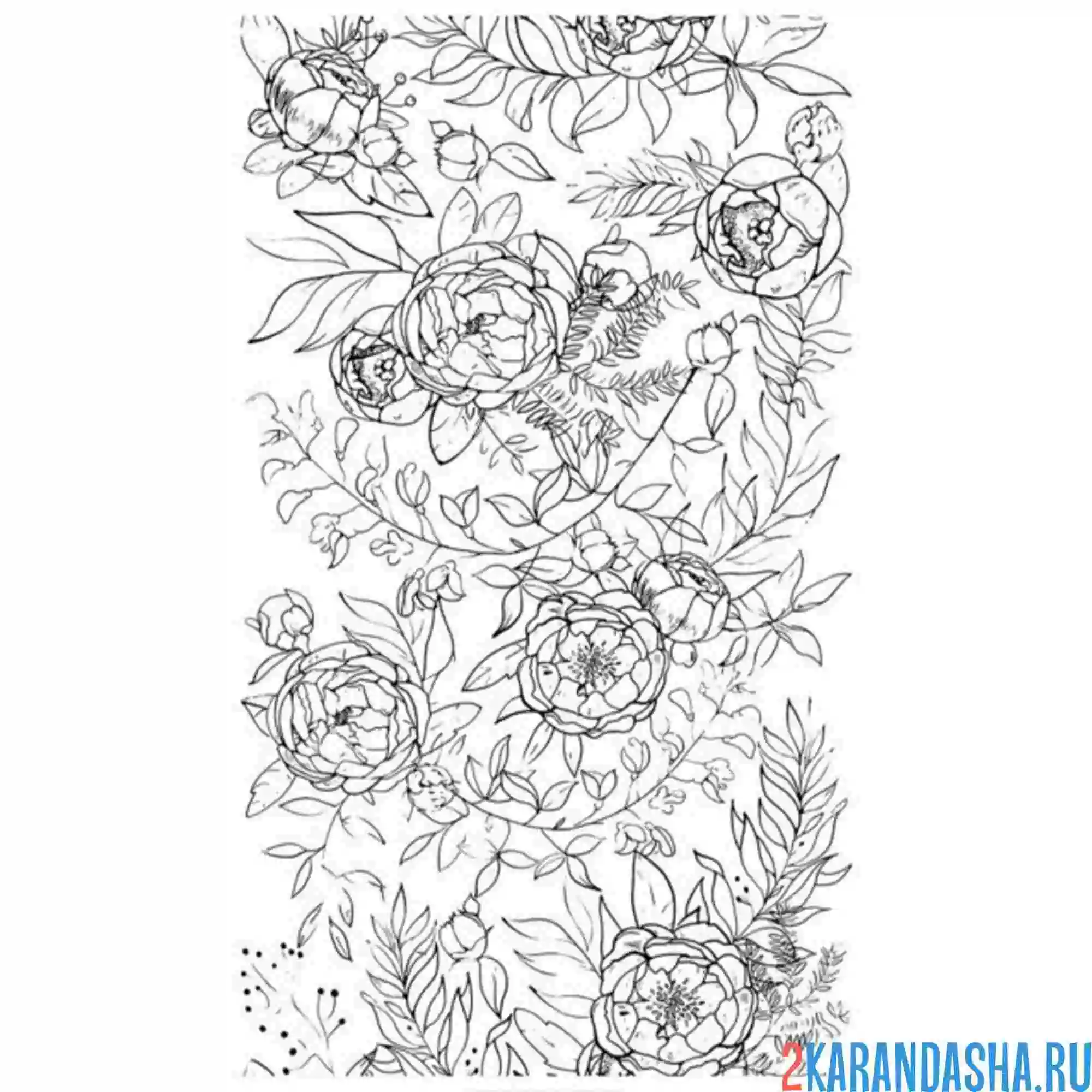 Раскраска композиция из пионов