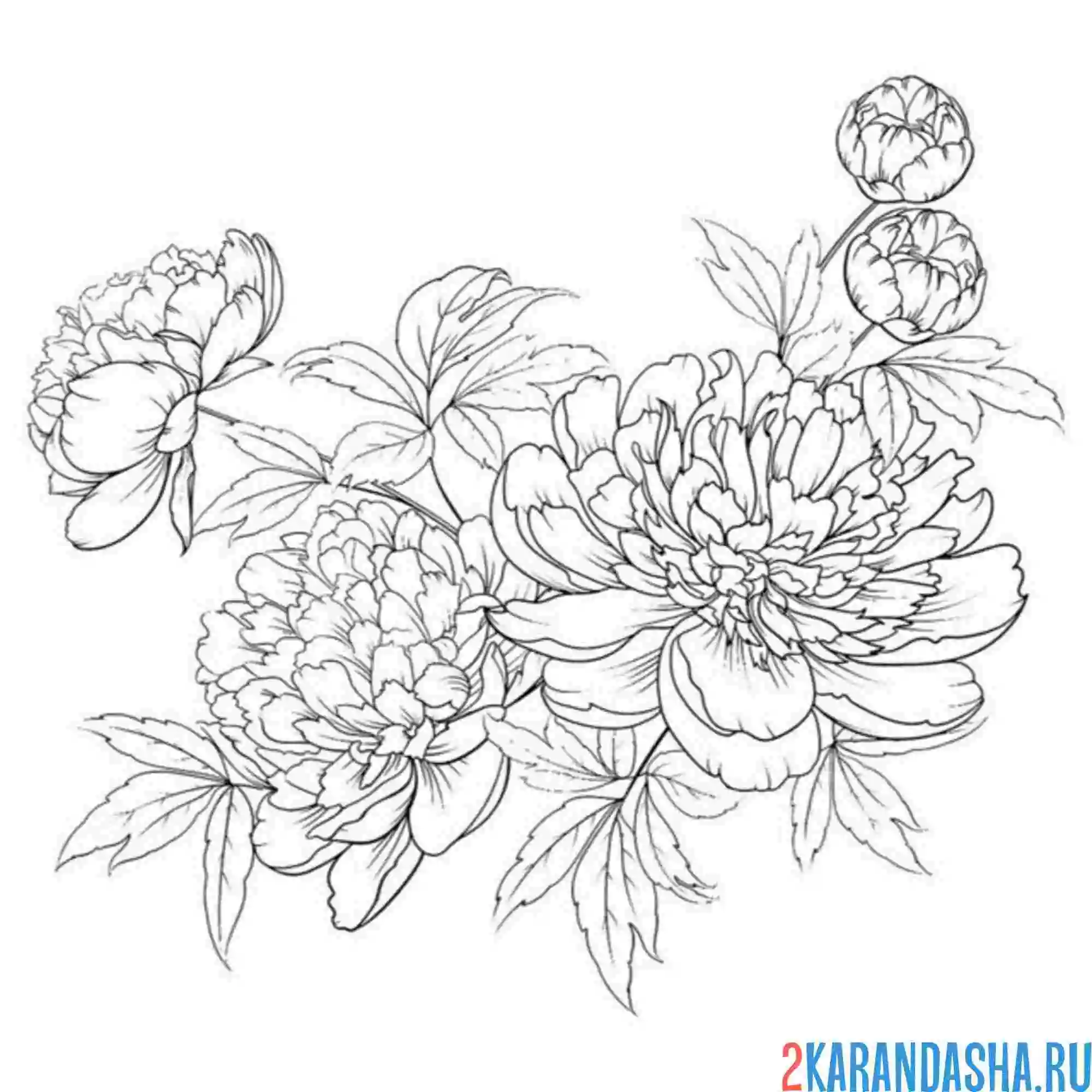 Раскраска пионы дикие