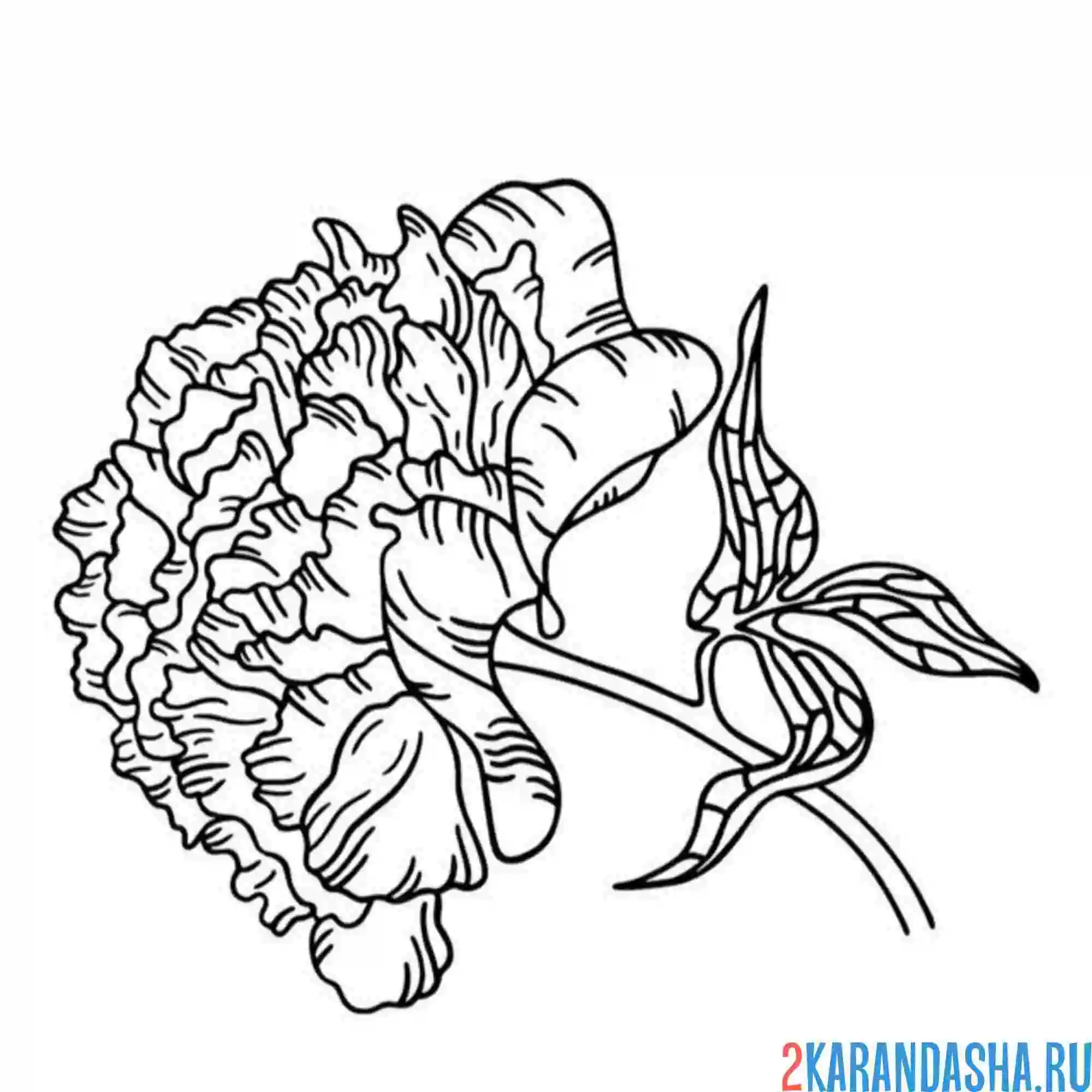 Раскраска шаблон пион