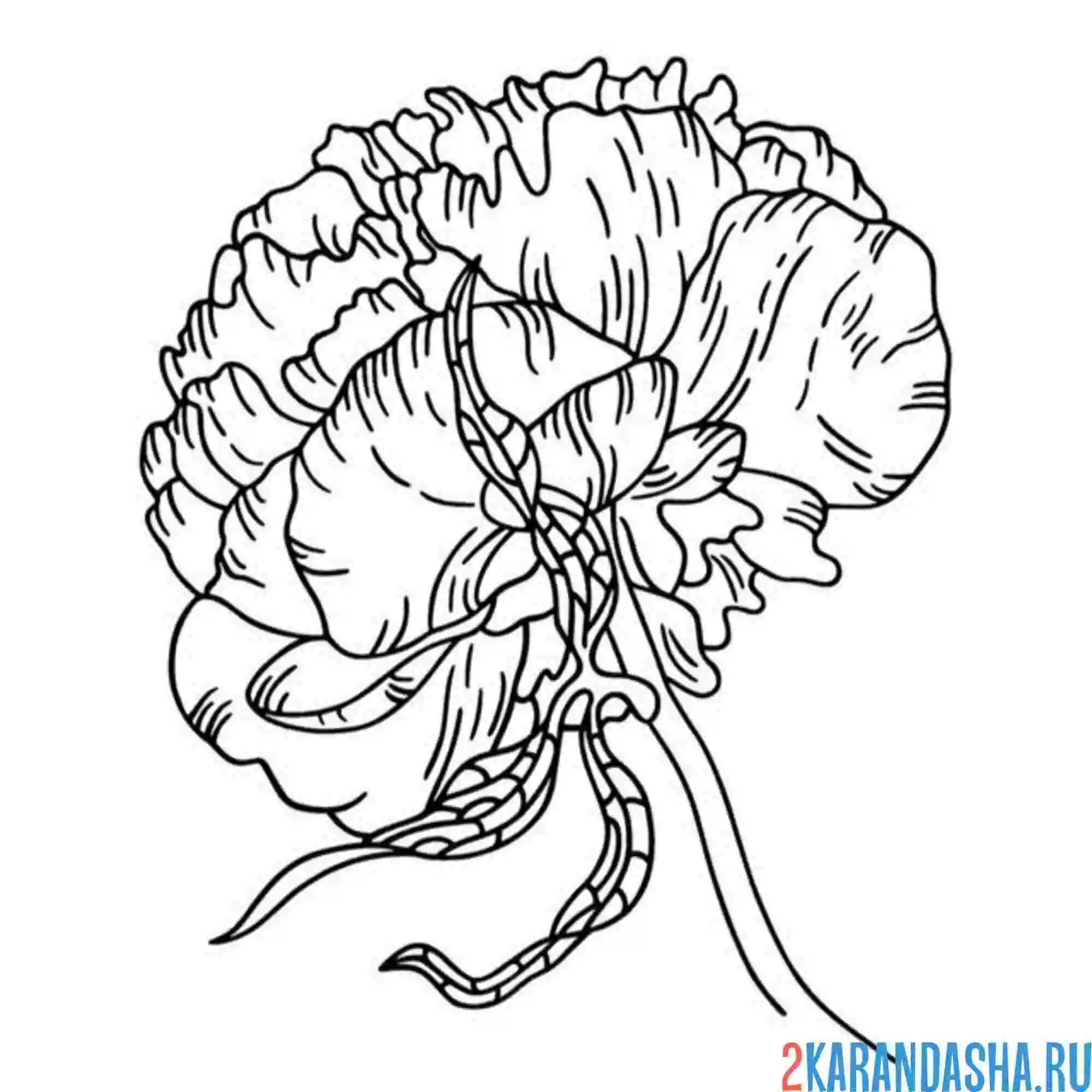 Раскраска пион для шаблона