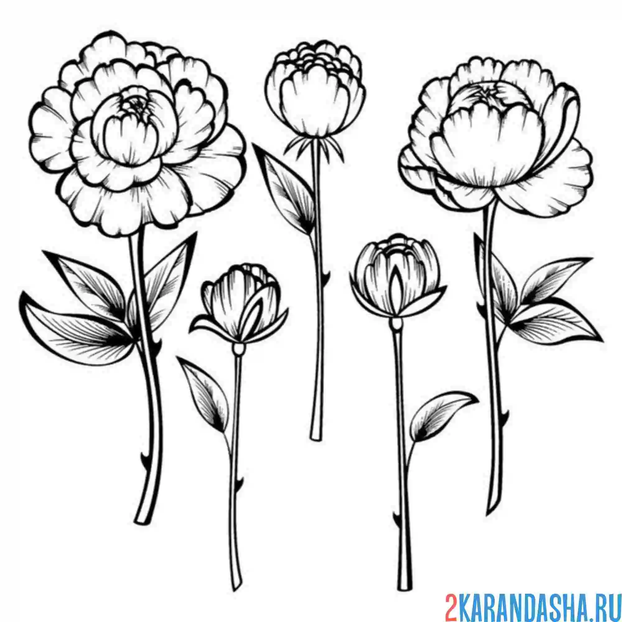 Раскраска пион разный