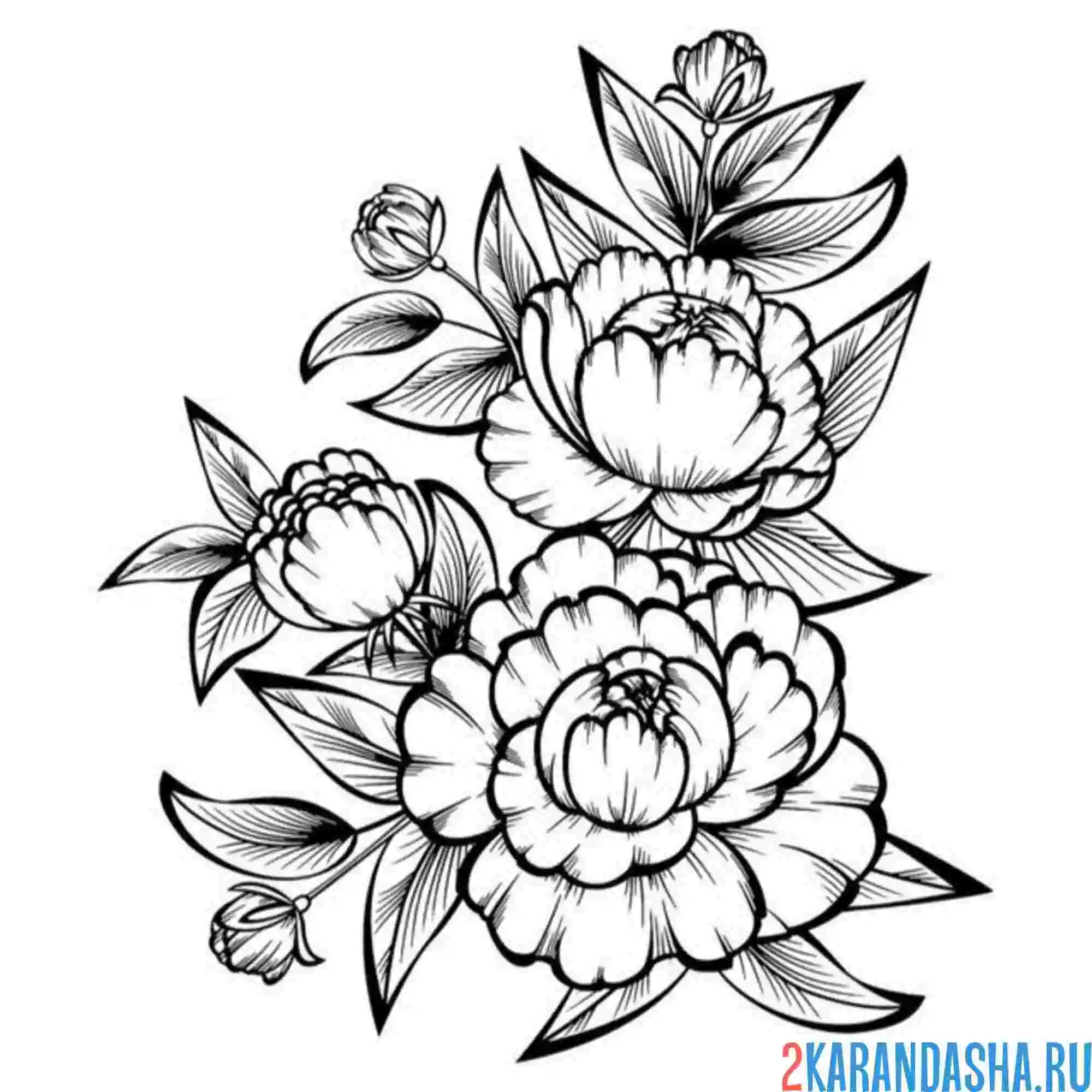 Раскраска тату пионы