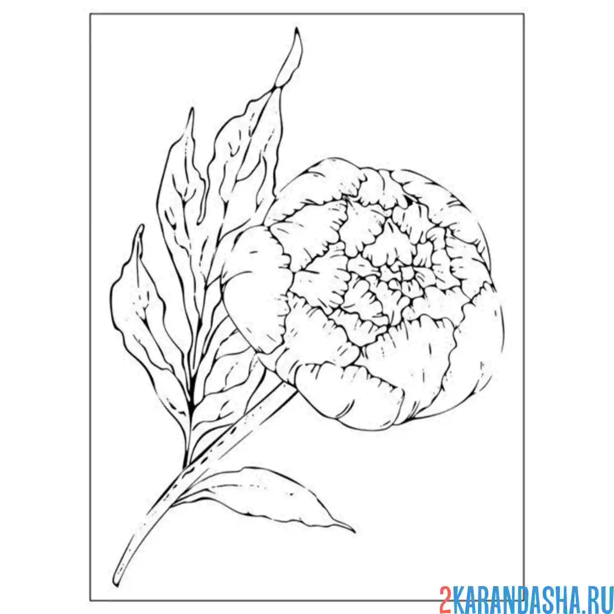 Раскраска закрытый пион