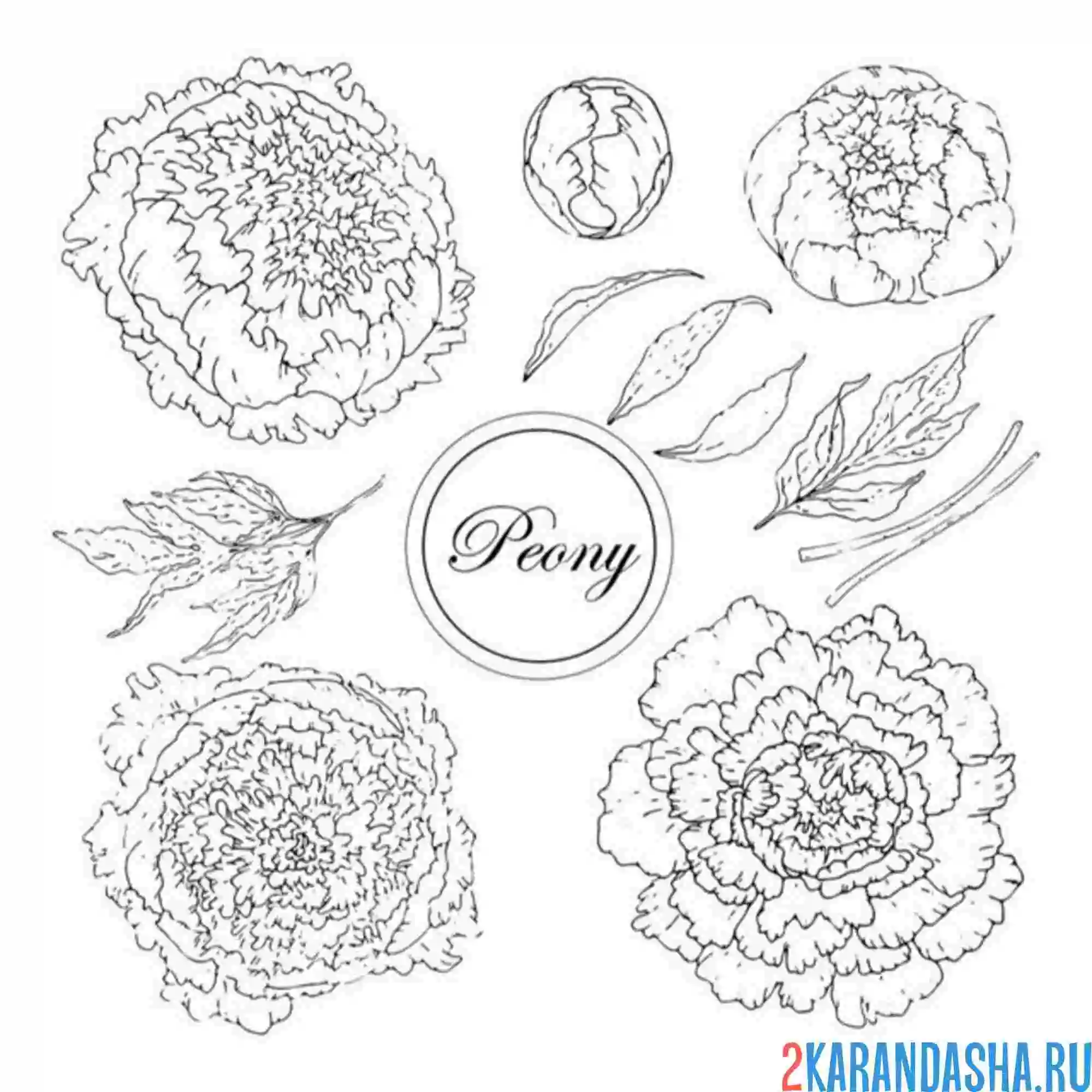 Раскраска пионы они такие
