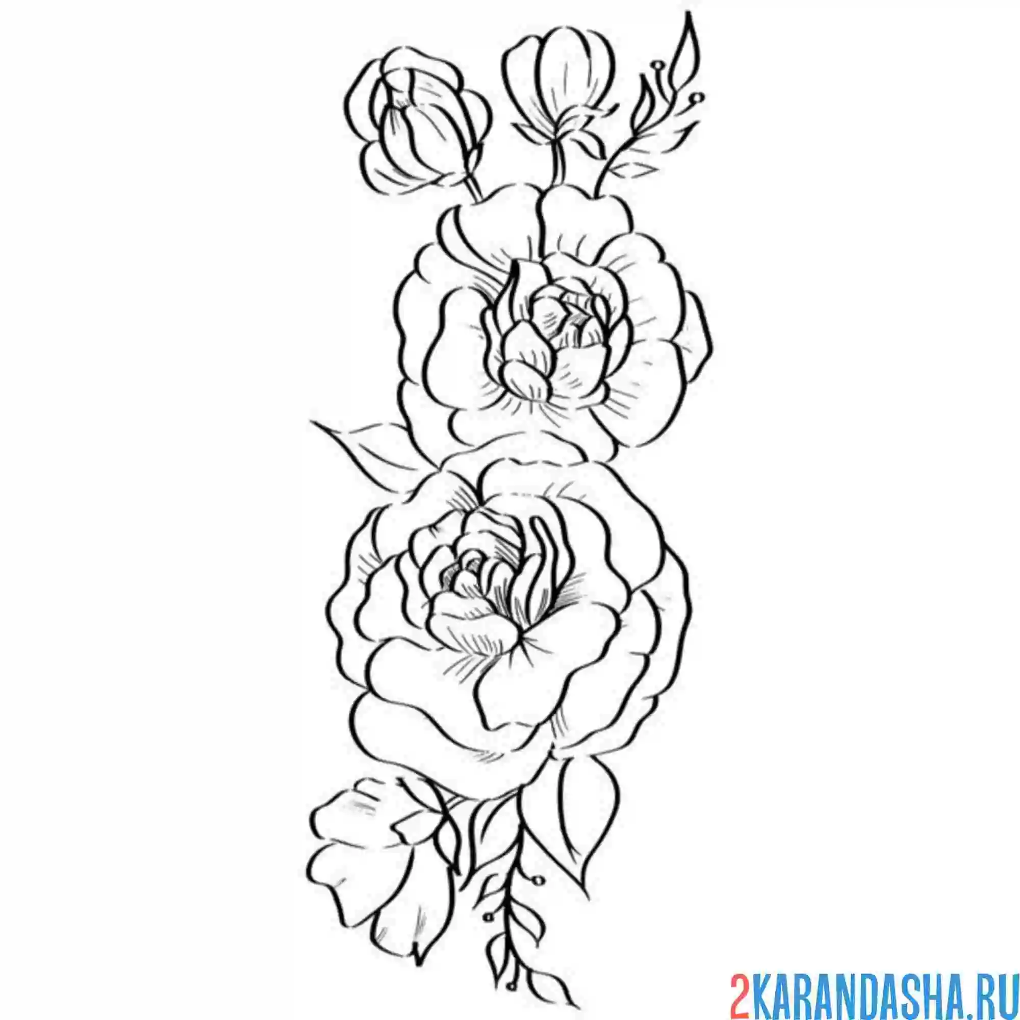 Раскраска два пиона