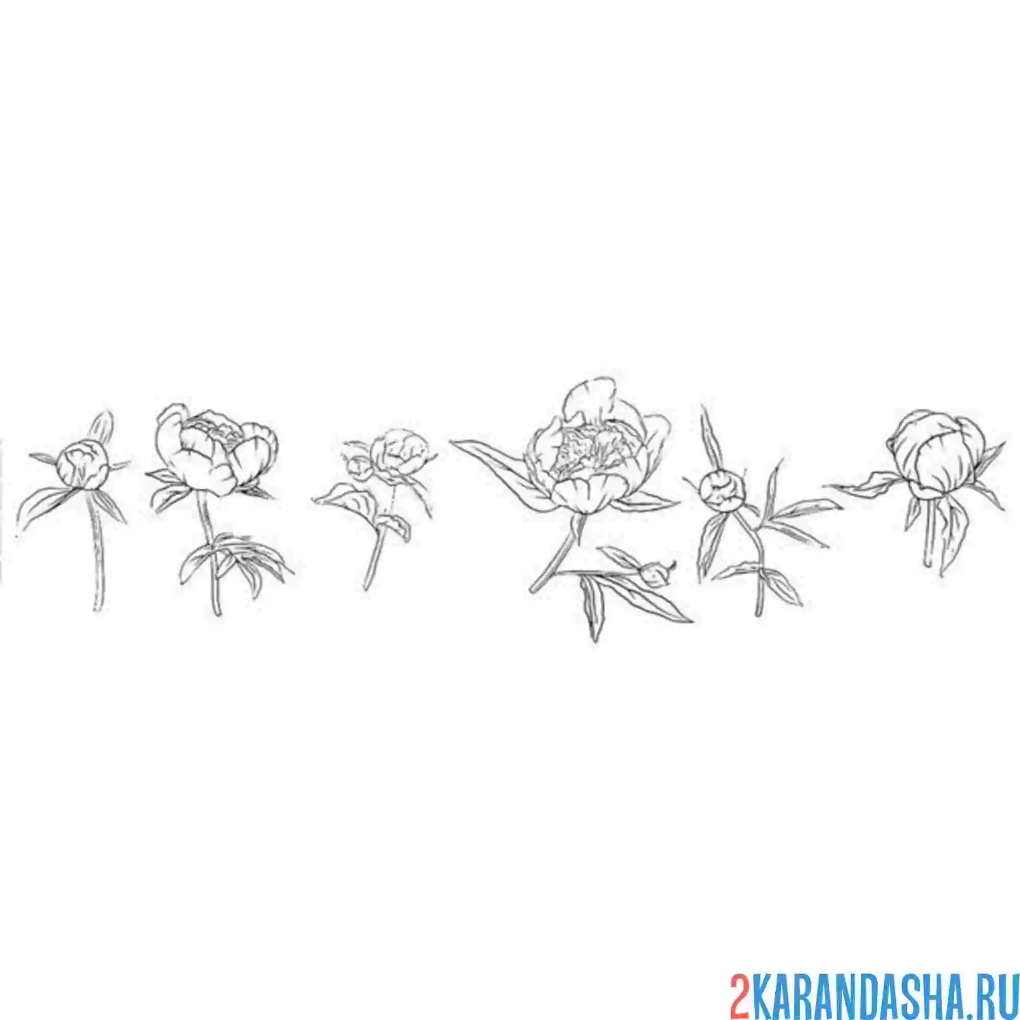 Раскраска пионы в ряд