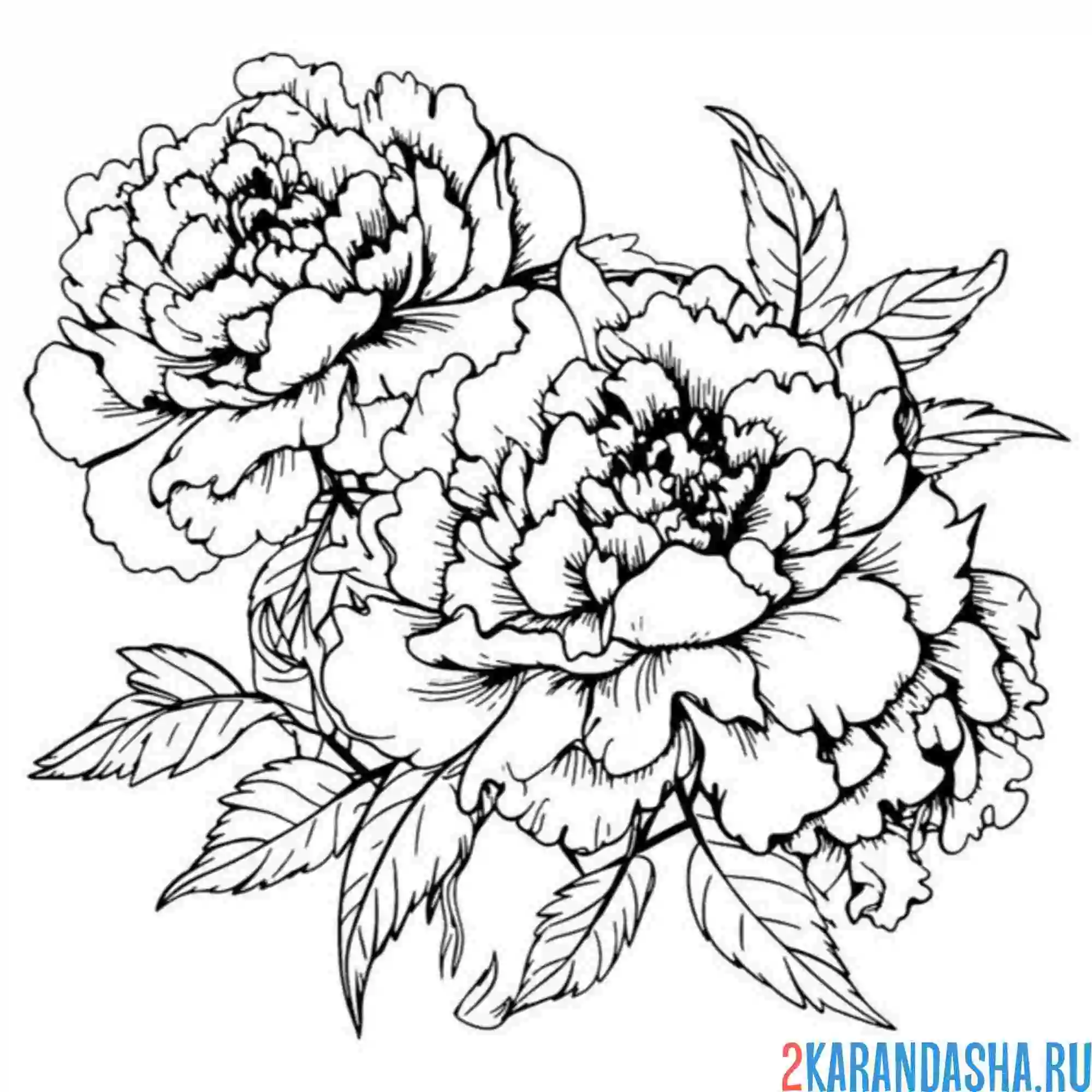 Раскраска два пушистых пиона