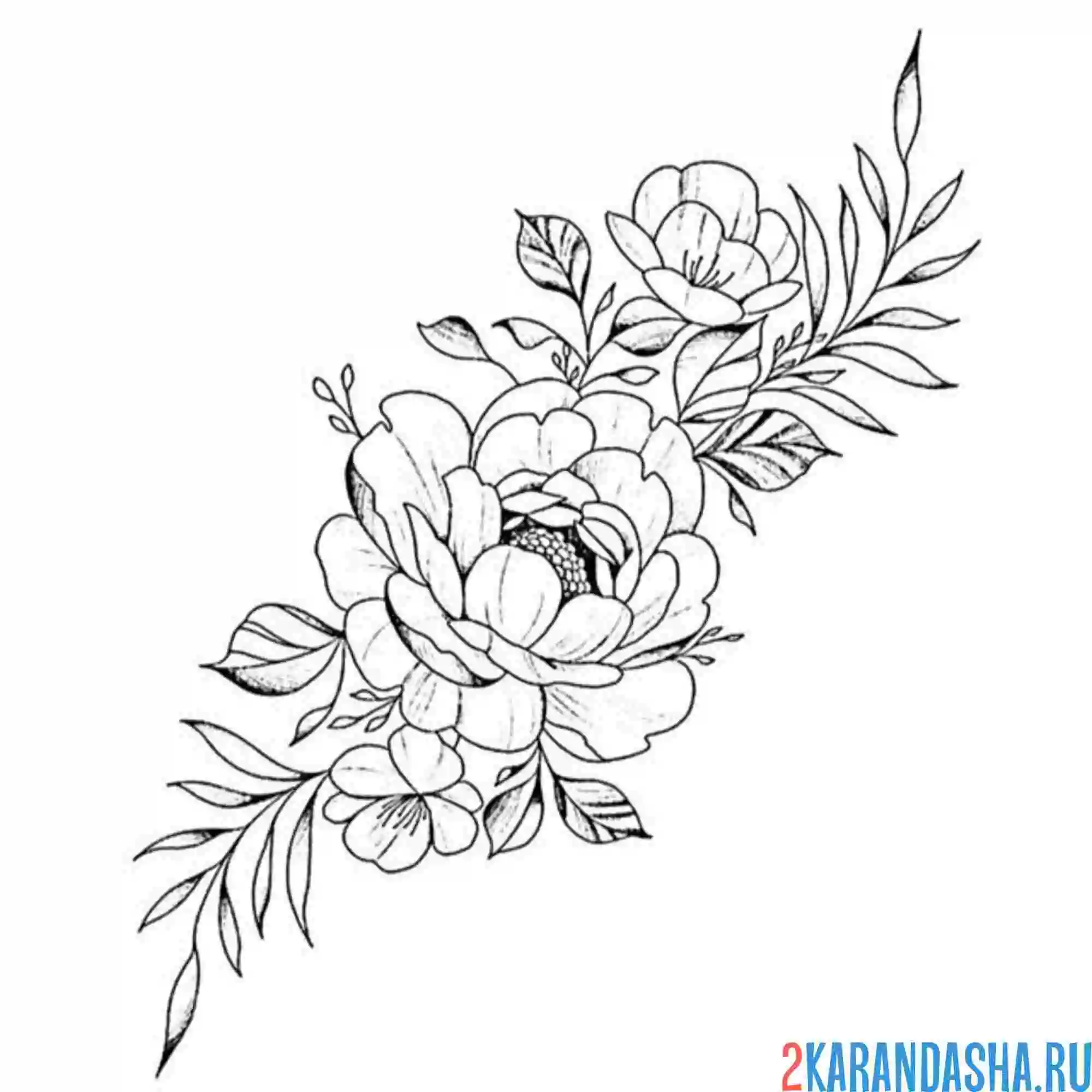 Раскраска пион иллюстрация штрих