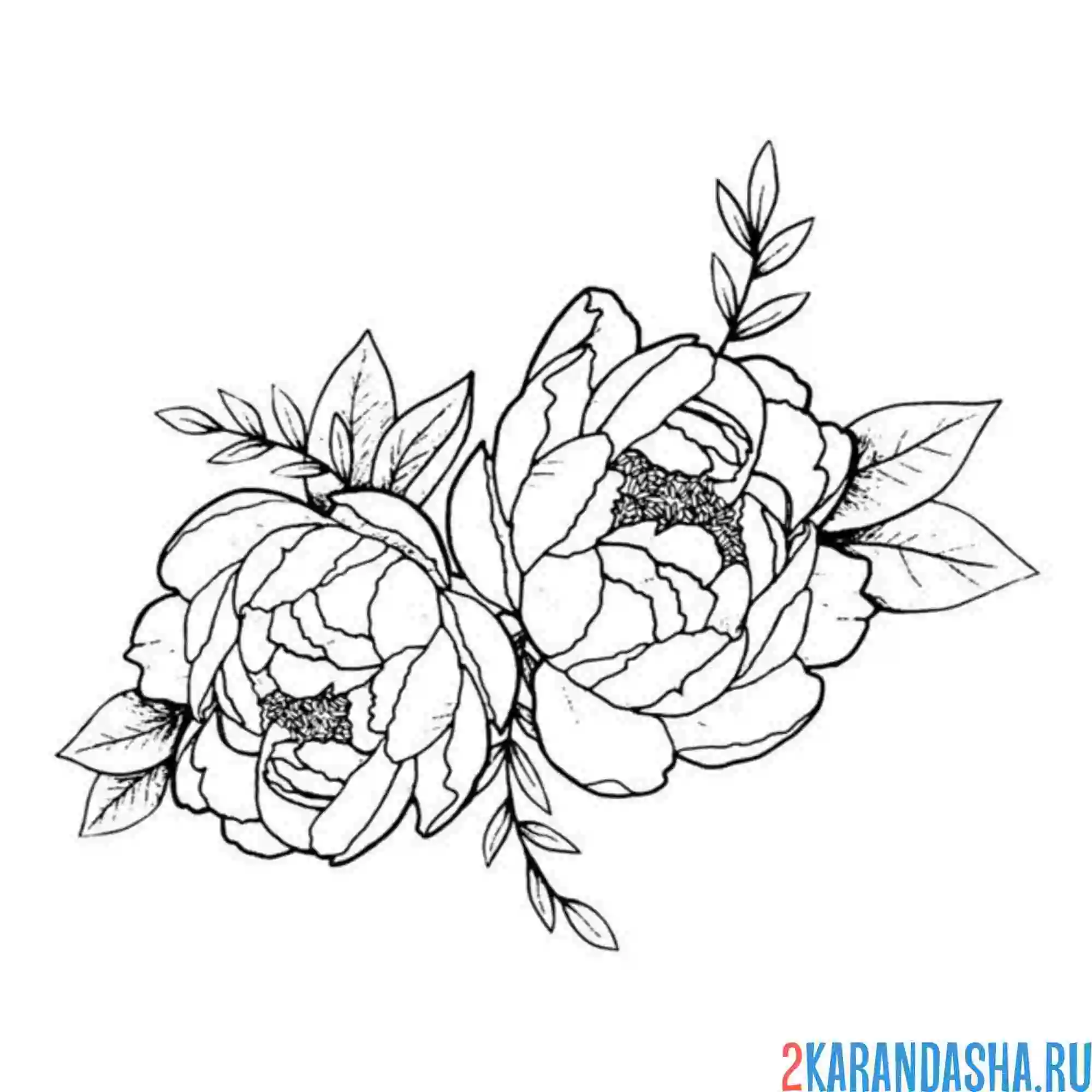 Раскраска два пиона на кусте