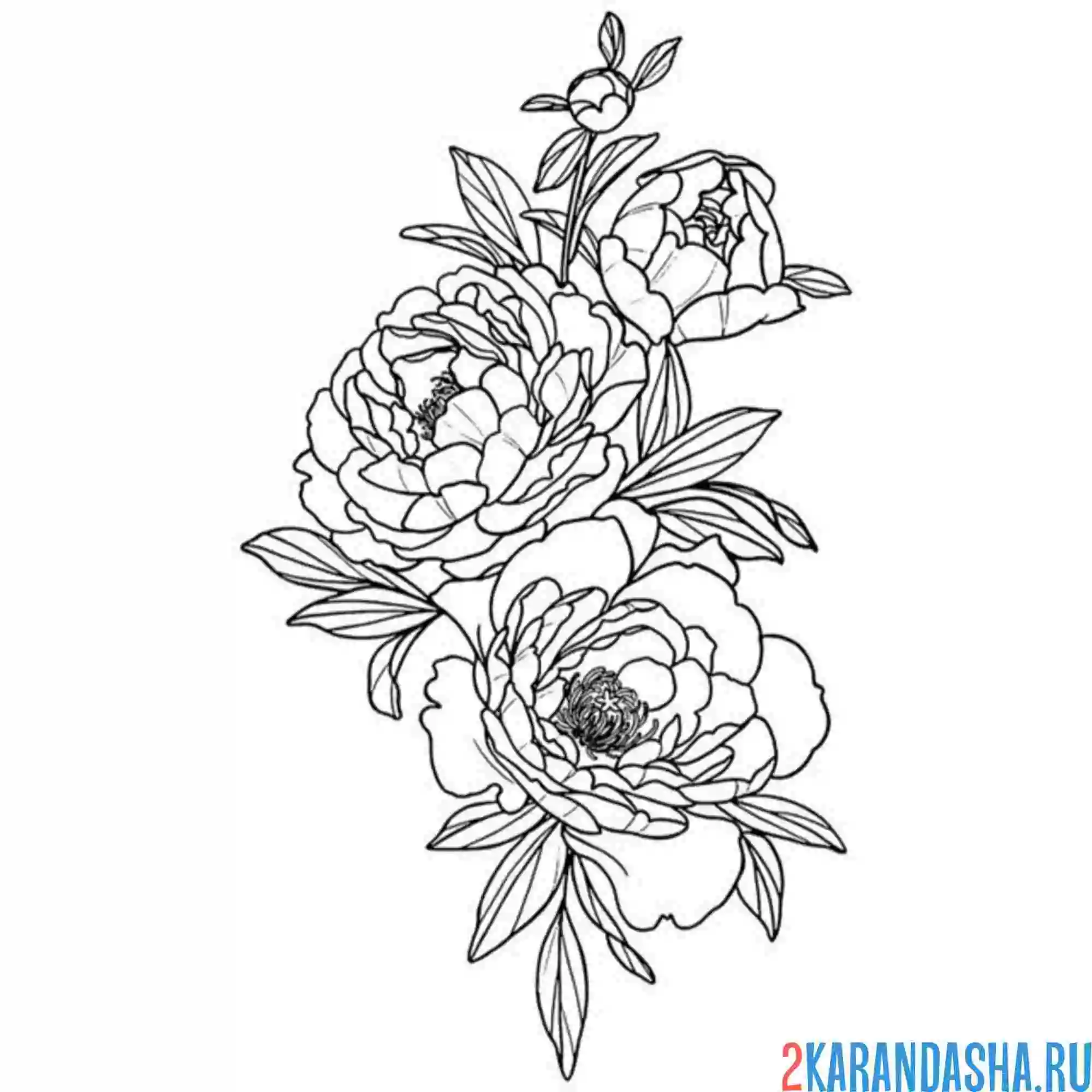 Раскраска пион кустовой