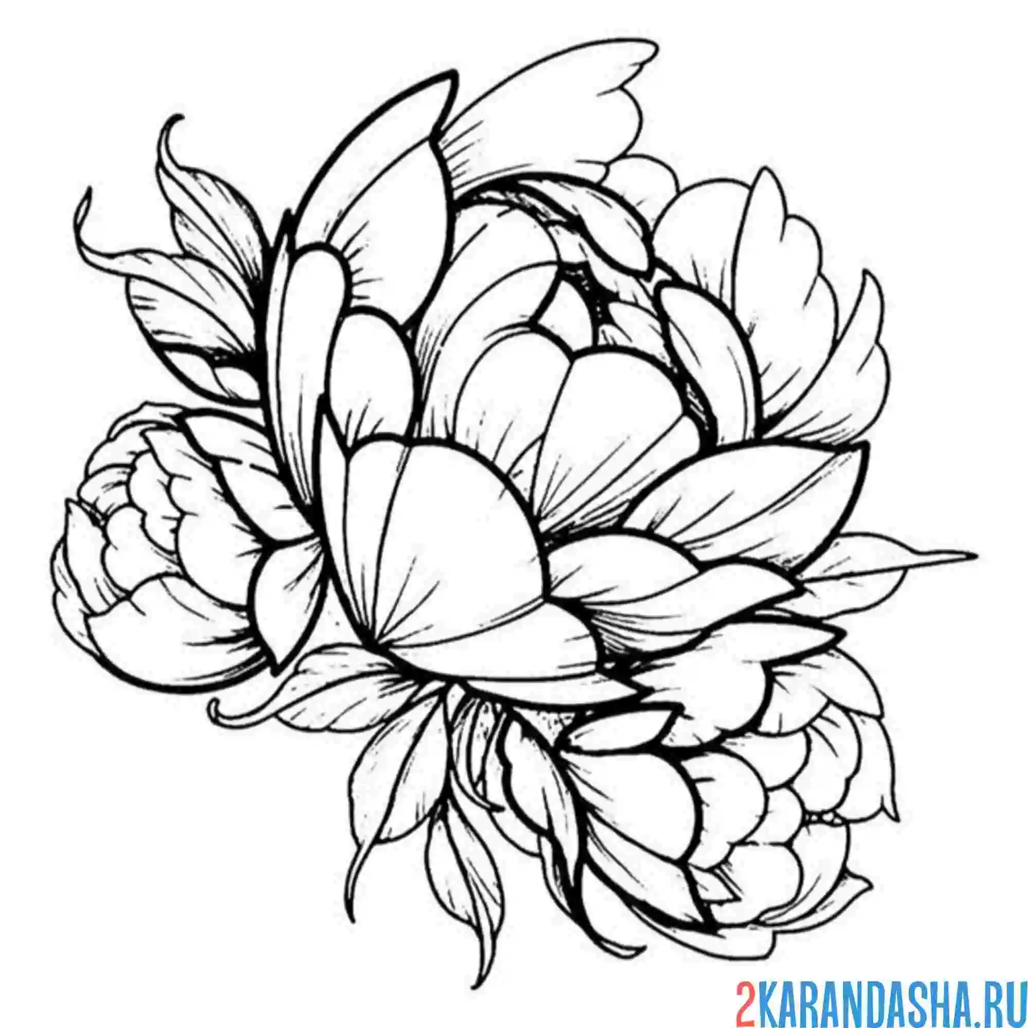Раскраска очень красивый пион
