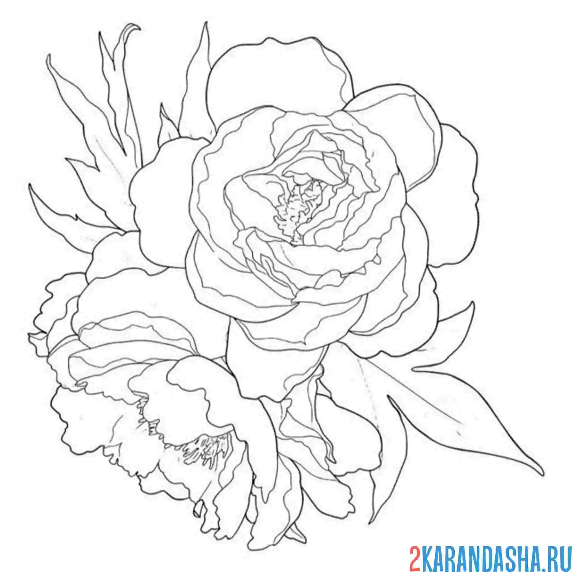 Раскраска контурный пион