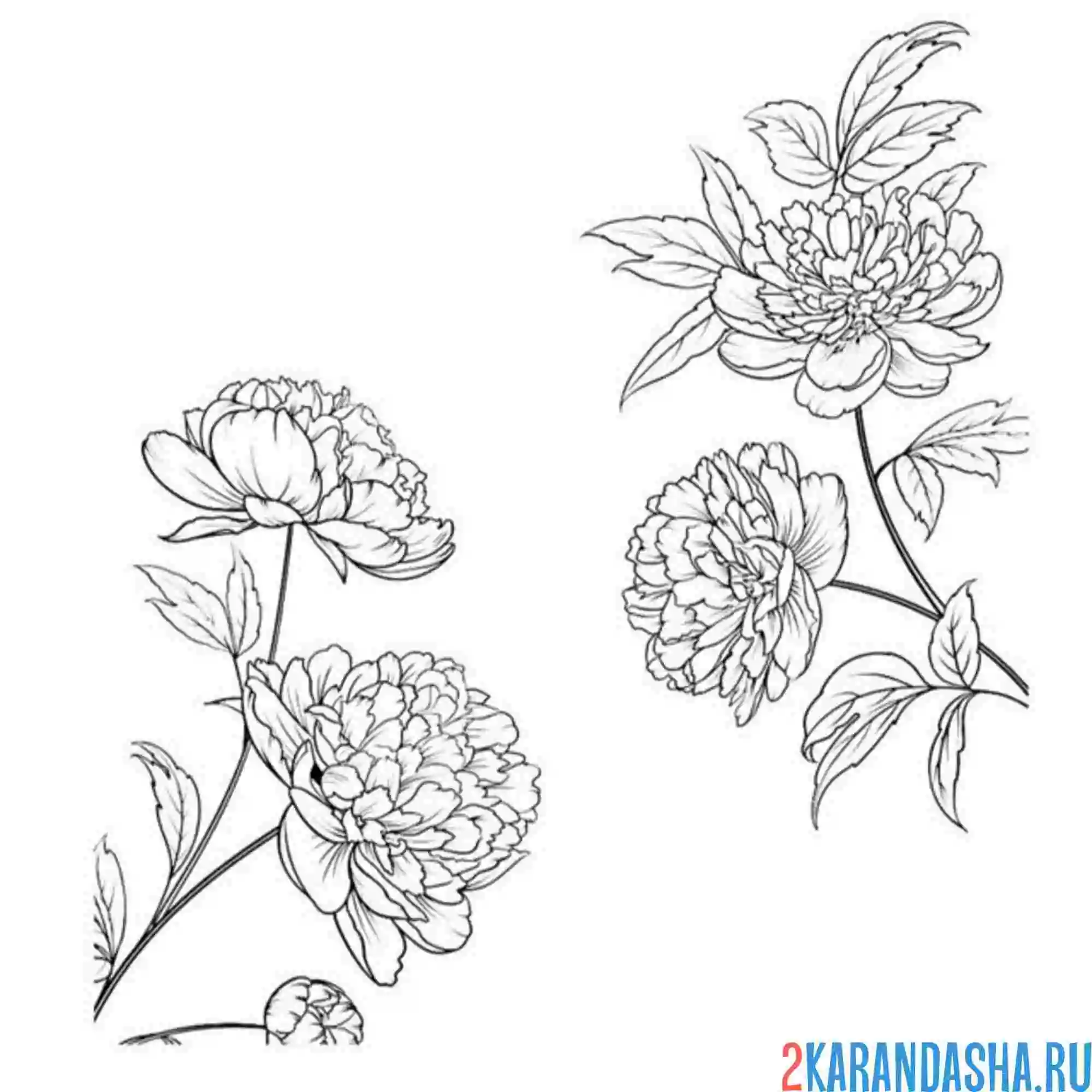 Раскраска пионы цветут