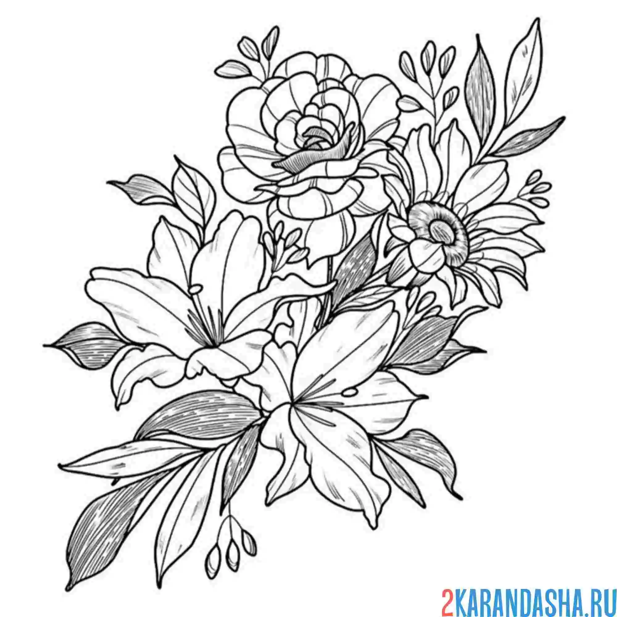 Раскраска пионы ромашки и лилия