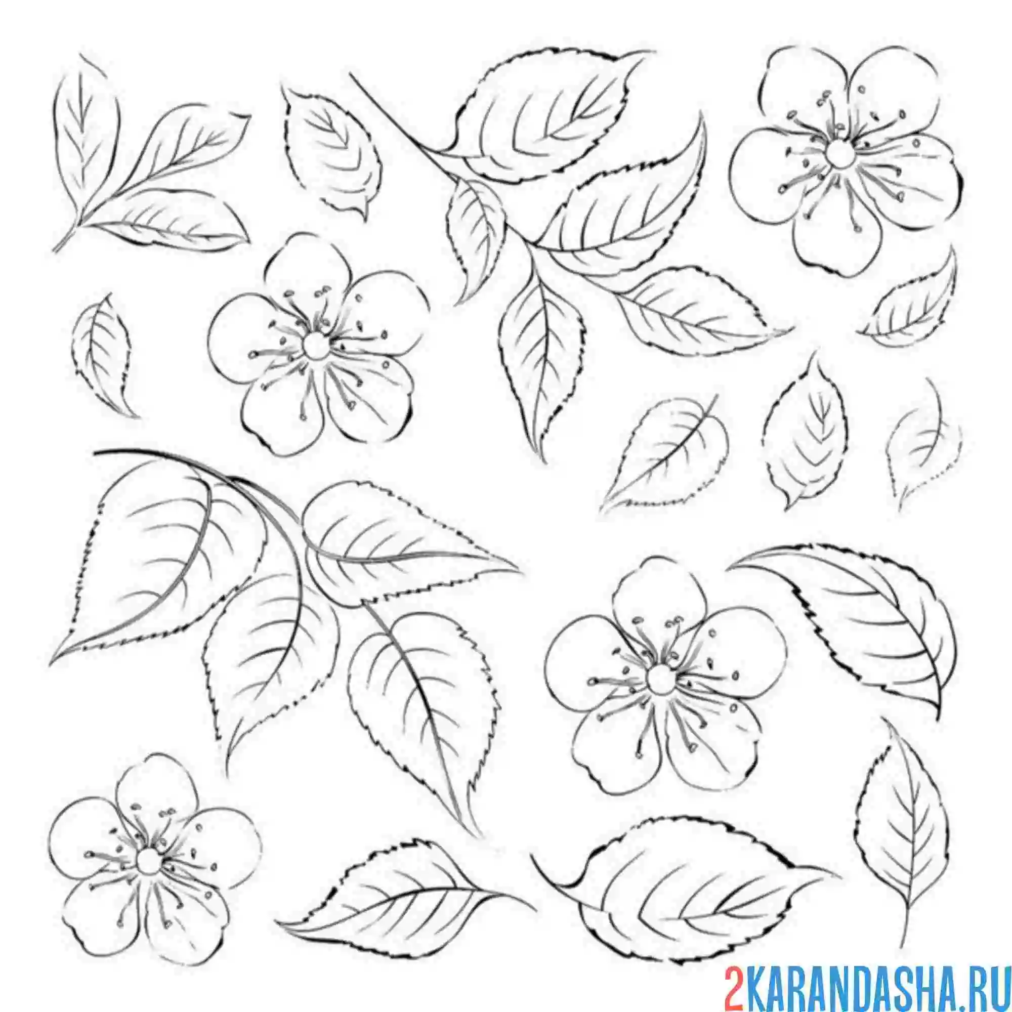 Раскраска листья и цветы сакура