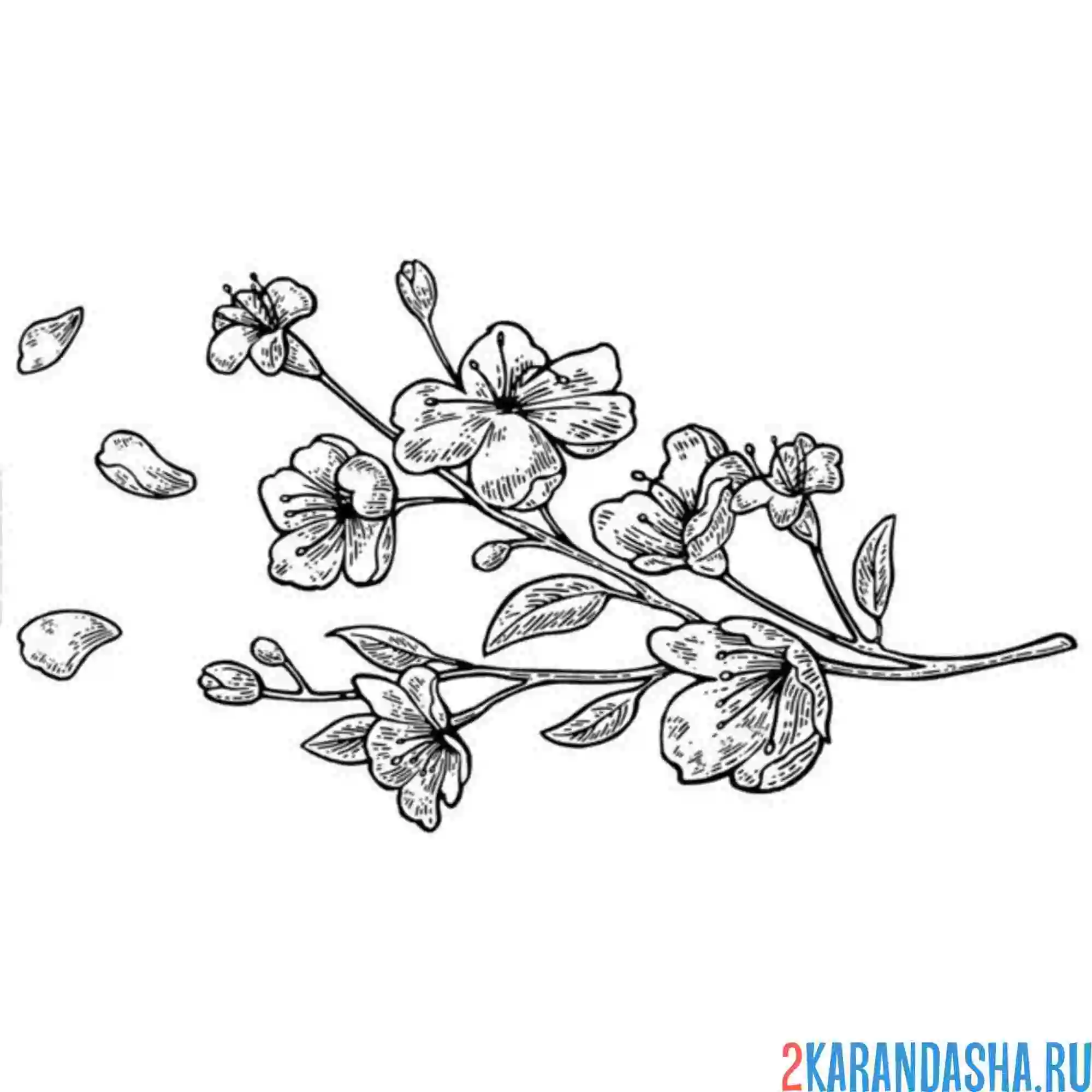 Раскраска сакура веточка ветер