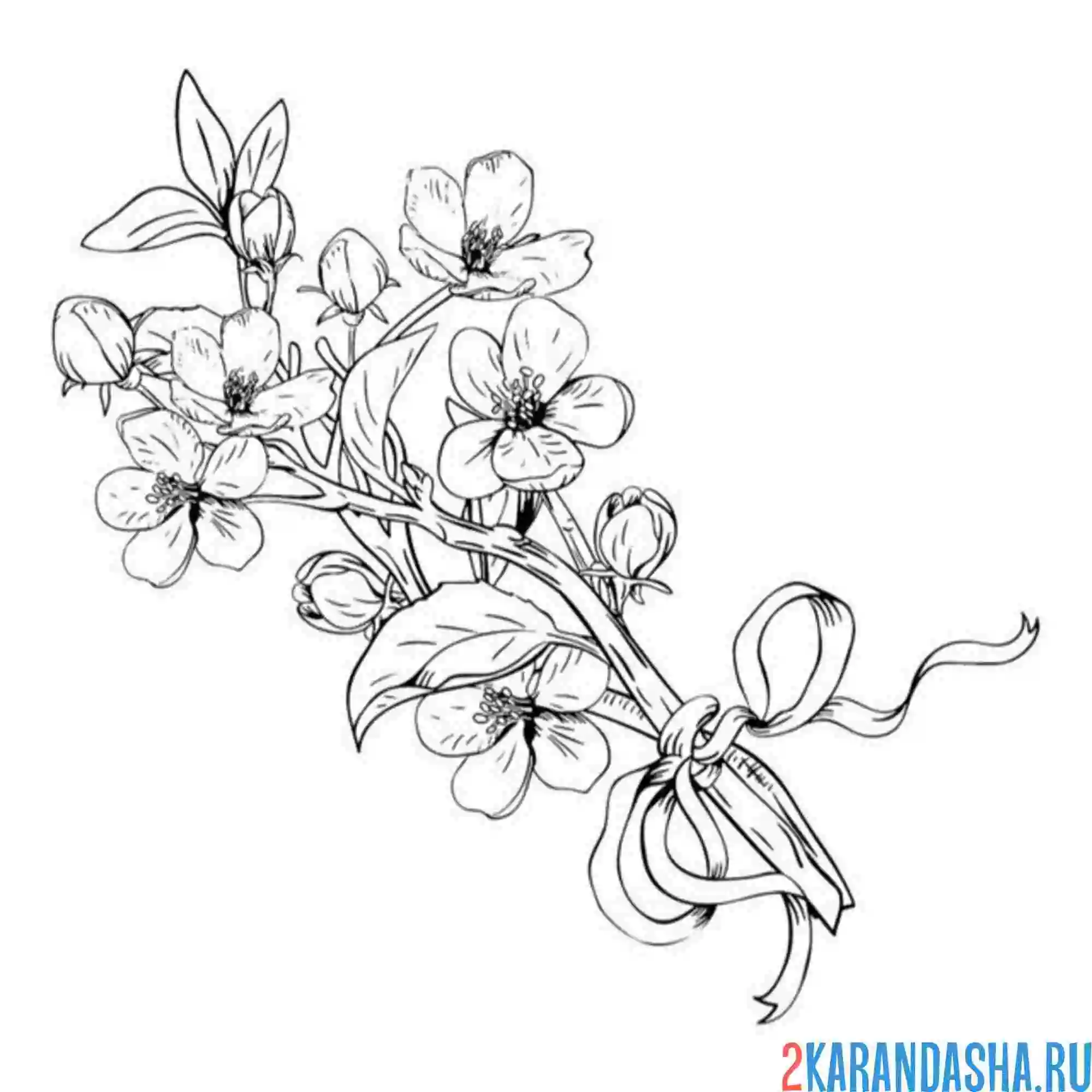 Раскраска сакура с ленточкой