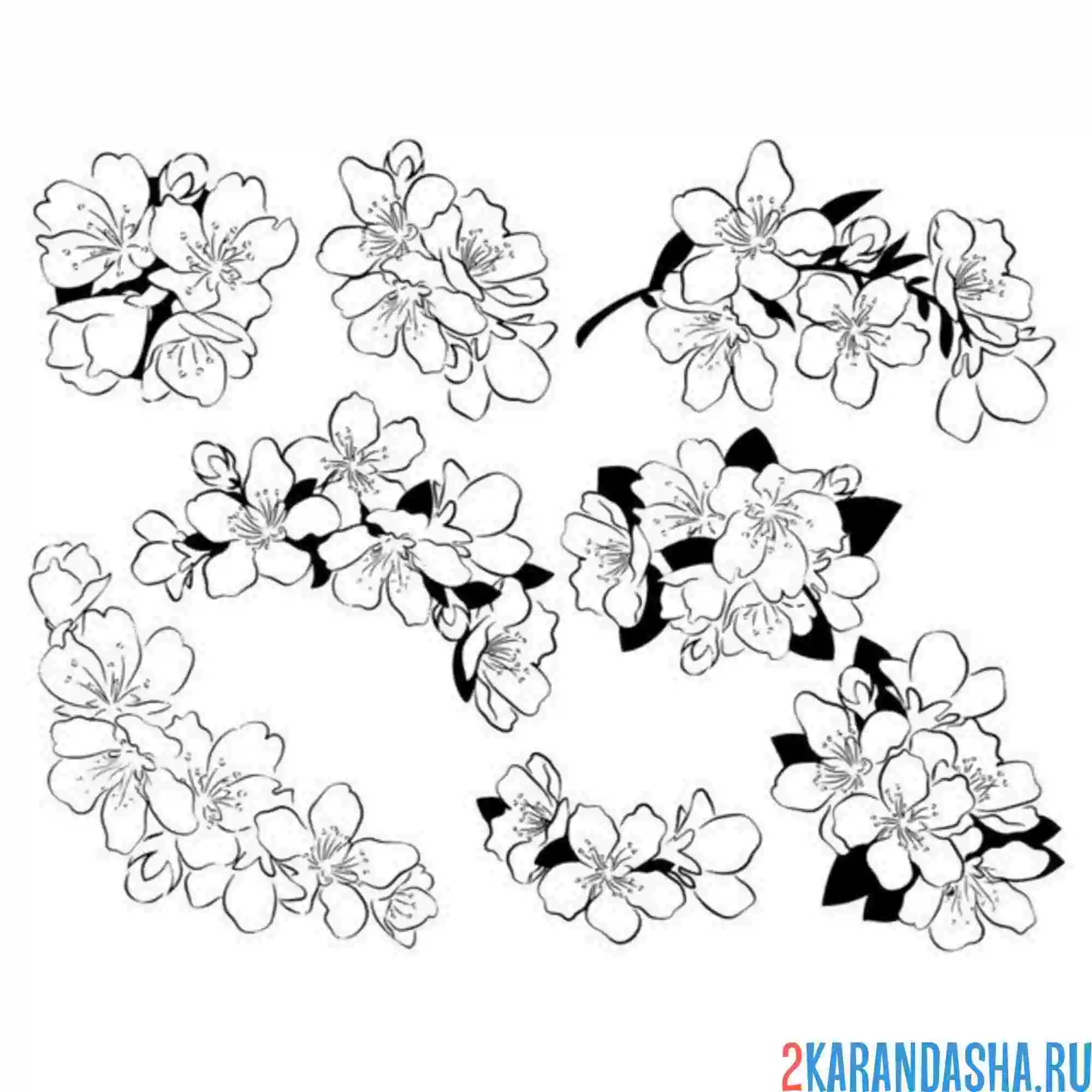 Раскраска сакура много цветочков