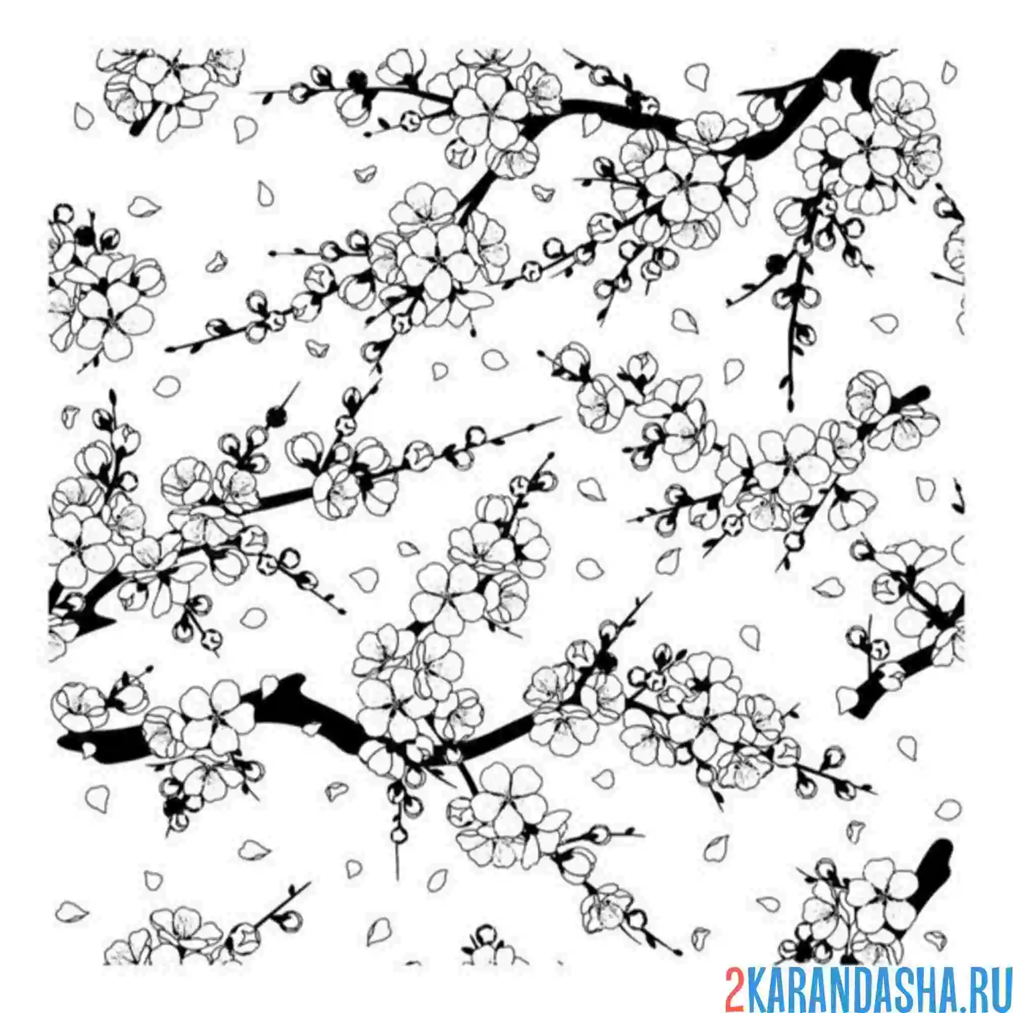 Раскраска сакура ветки и цветы
