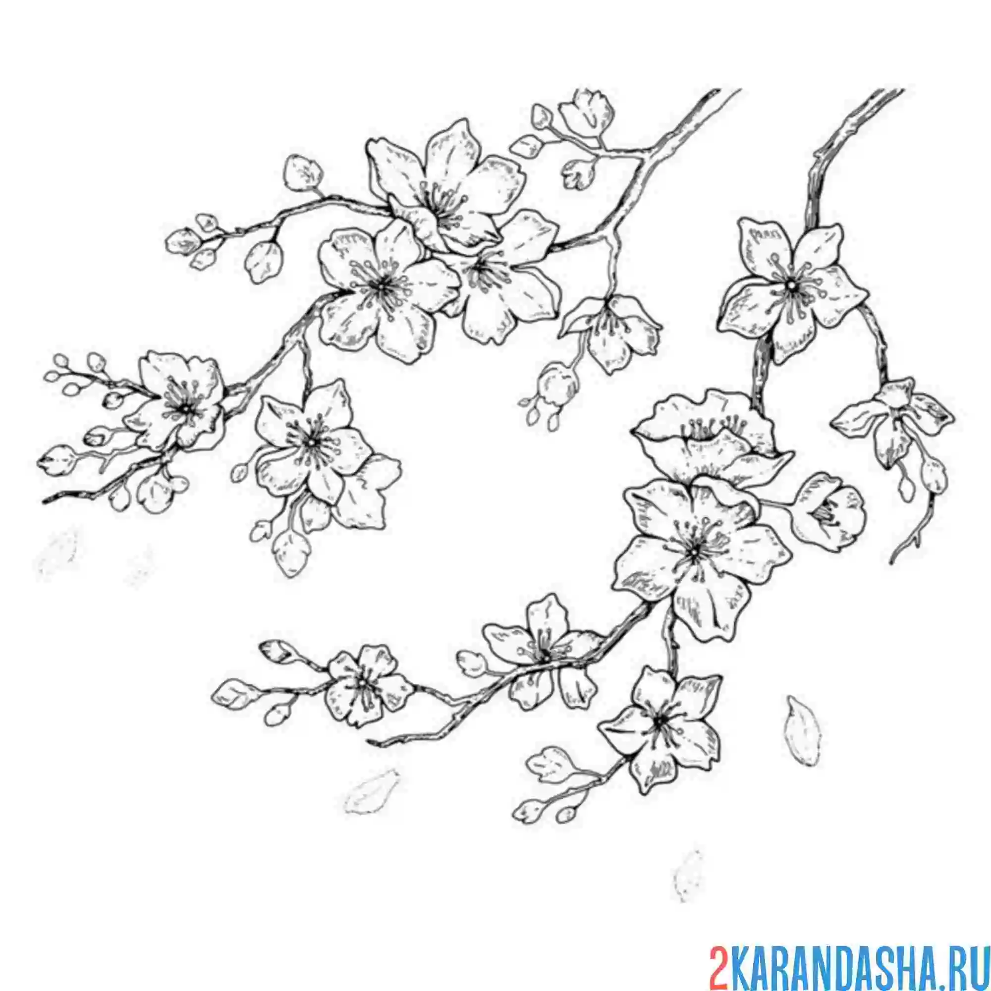 Раскраска сакура рисунок