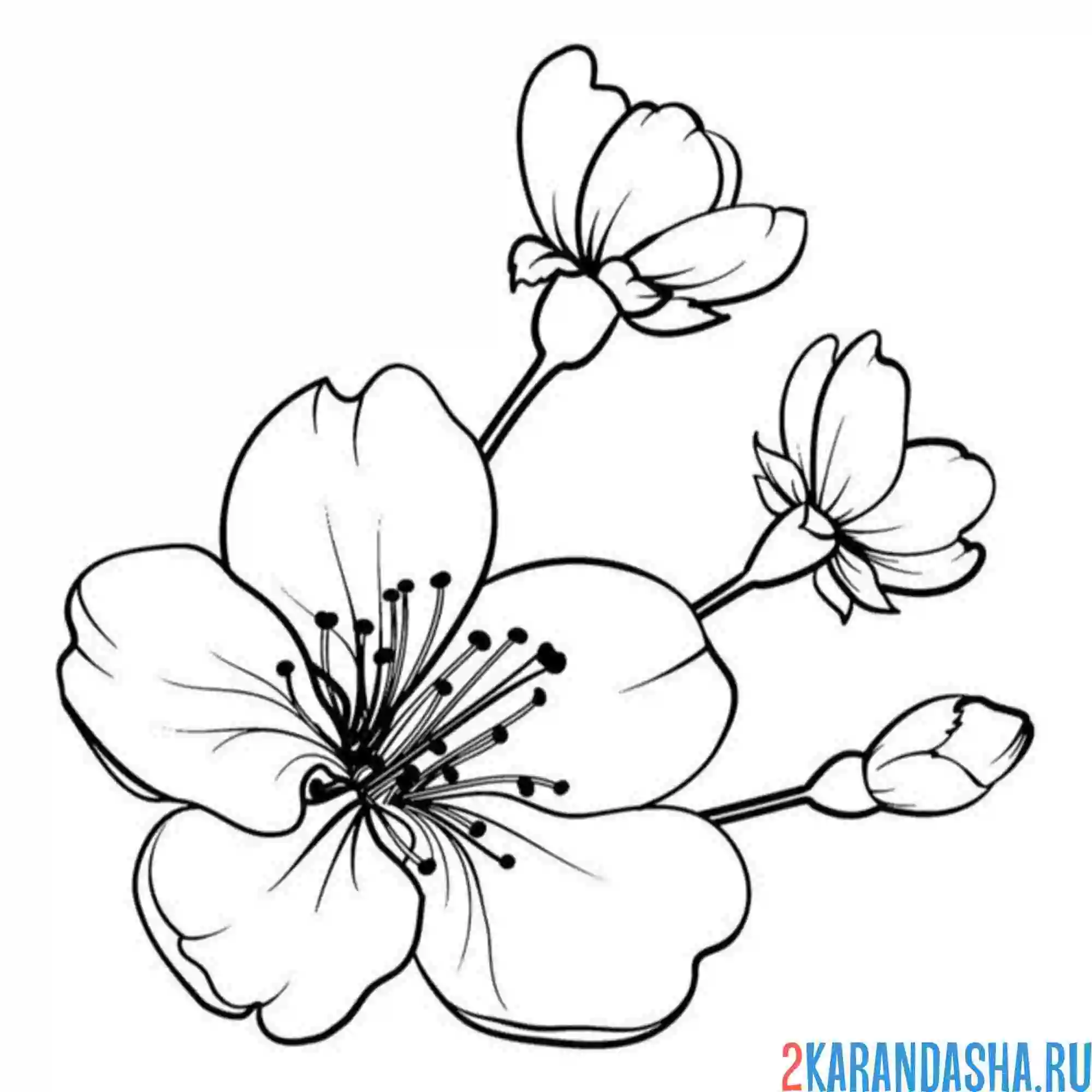 Раскраска цветок цветущей сакуры